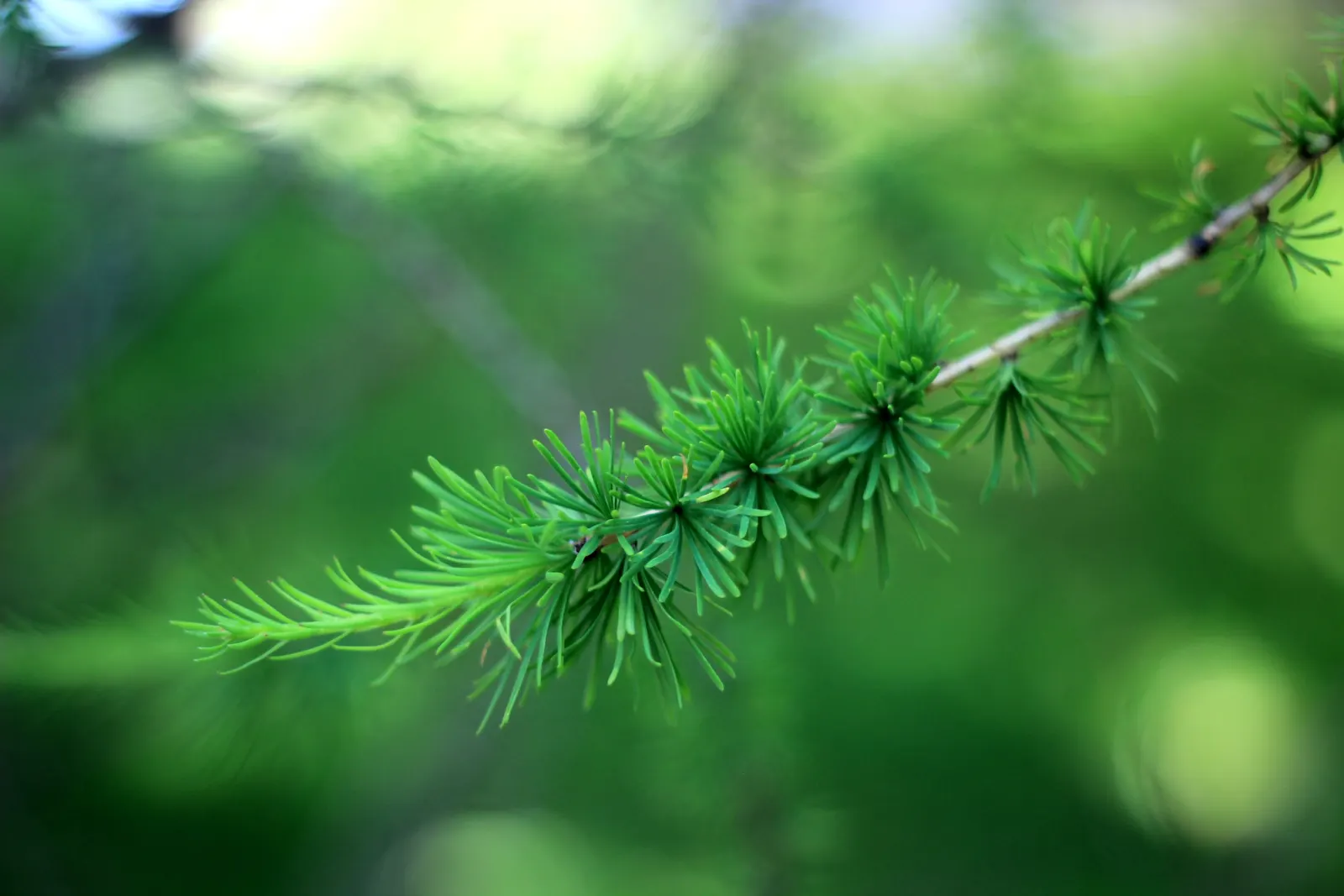 European Larch (Larix Decidua) — Its impressive taproot system makes it relatively drought-tolerant and wind-firm once established; regular checks and