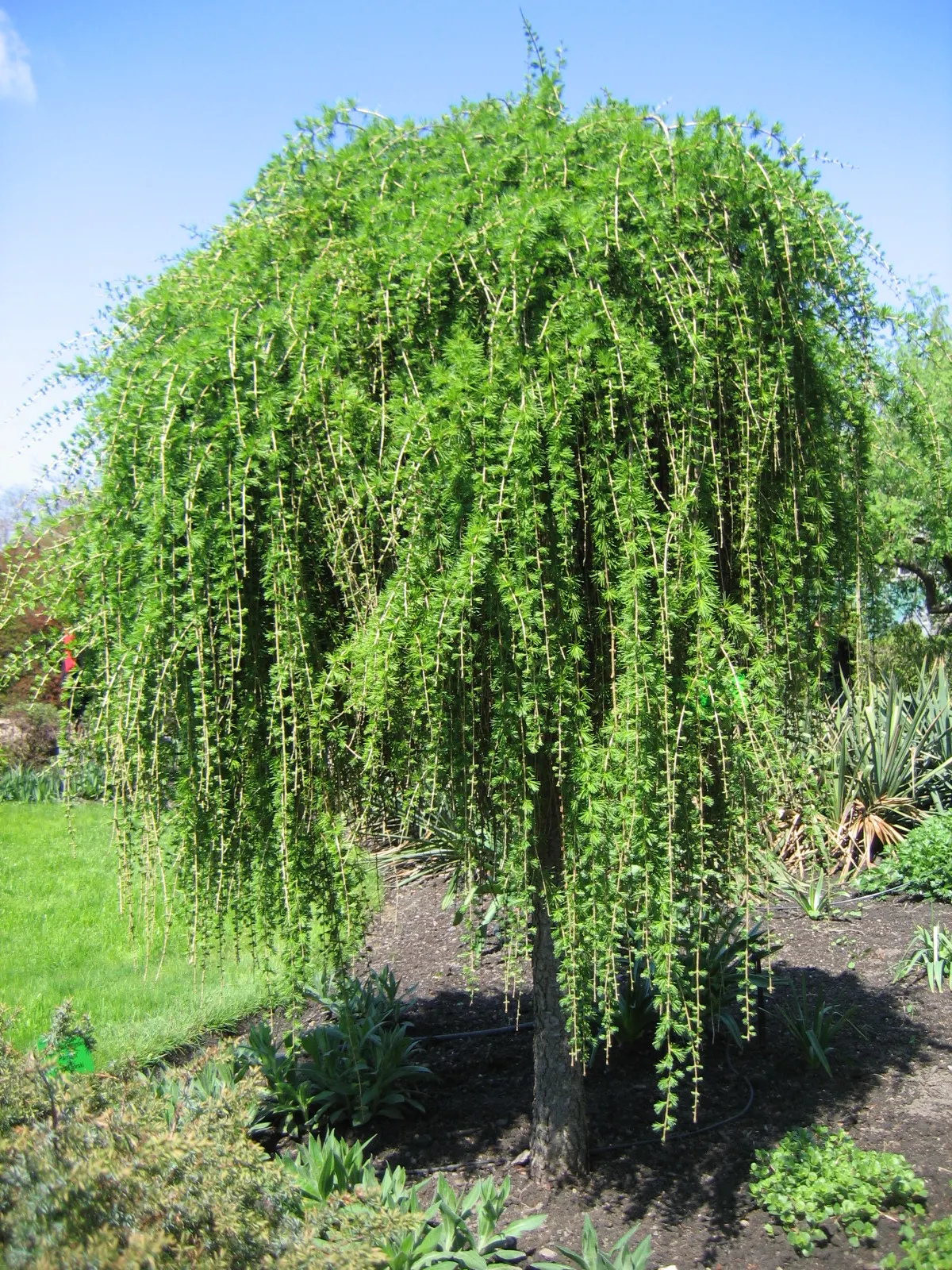 European Larch (Larix Decidua) — The shape of this deciduous conifer is commonly pyramidal when young; ornamental cones accompanies the reemergence of foliage