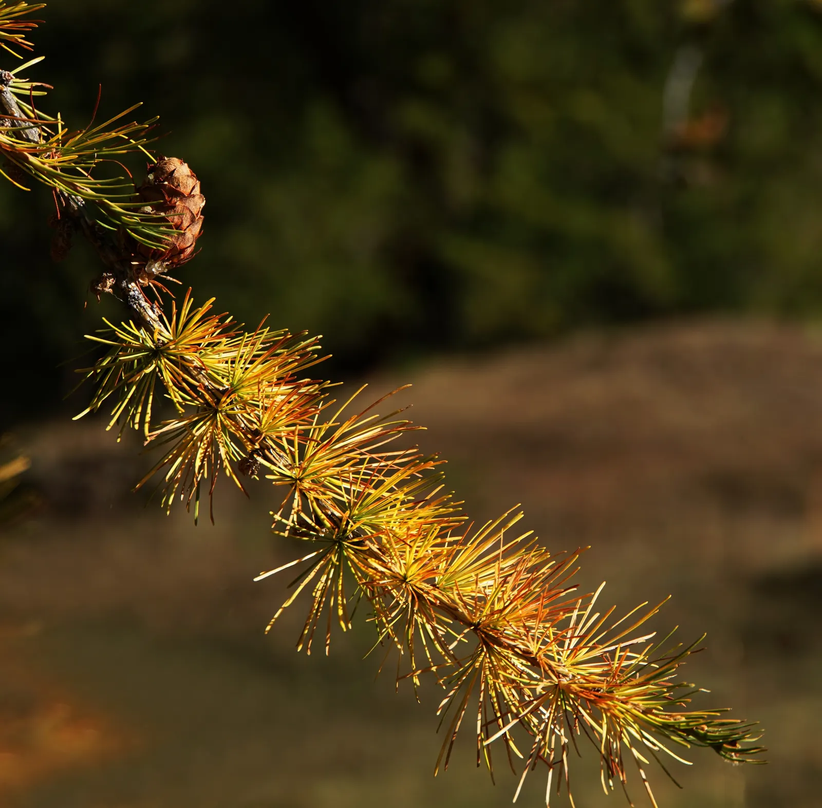 European Larch (Larix Decidua) — providing the client with a resilient and visually captivating feature in their garden