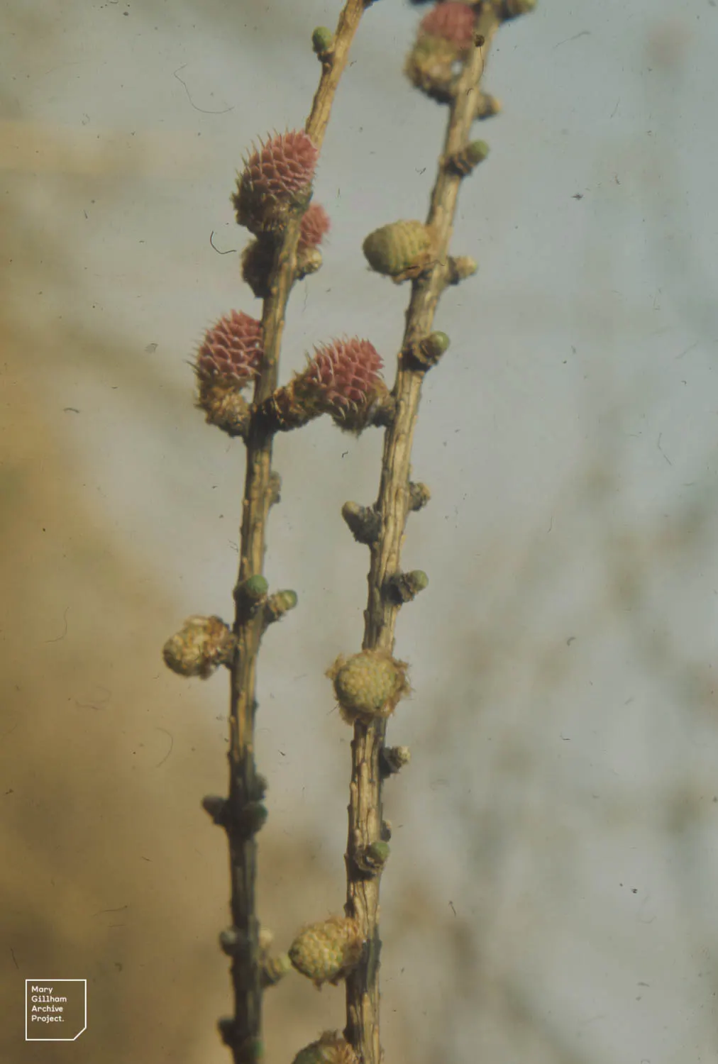 European Larch (Larix Decidua) — a distinctive attribute among conifers; creating a dramatic seasonal display before they are shed