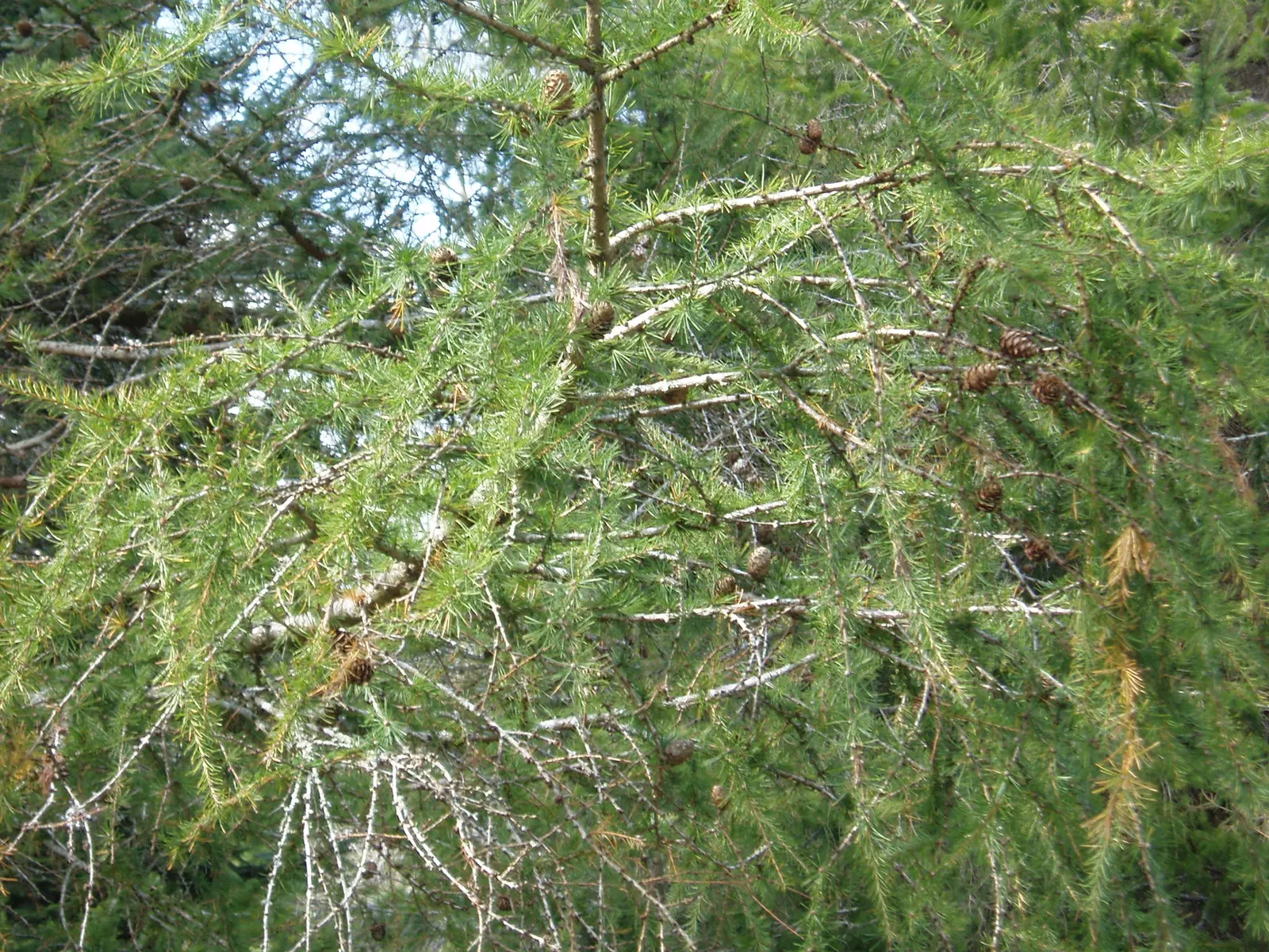 European Larch (Larix Decidua) — provides a dynamic presence in any landscape design due to its majestic height; starting out green and maturing to, image 50