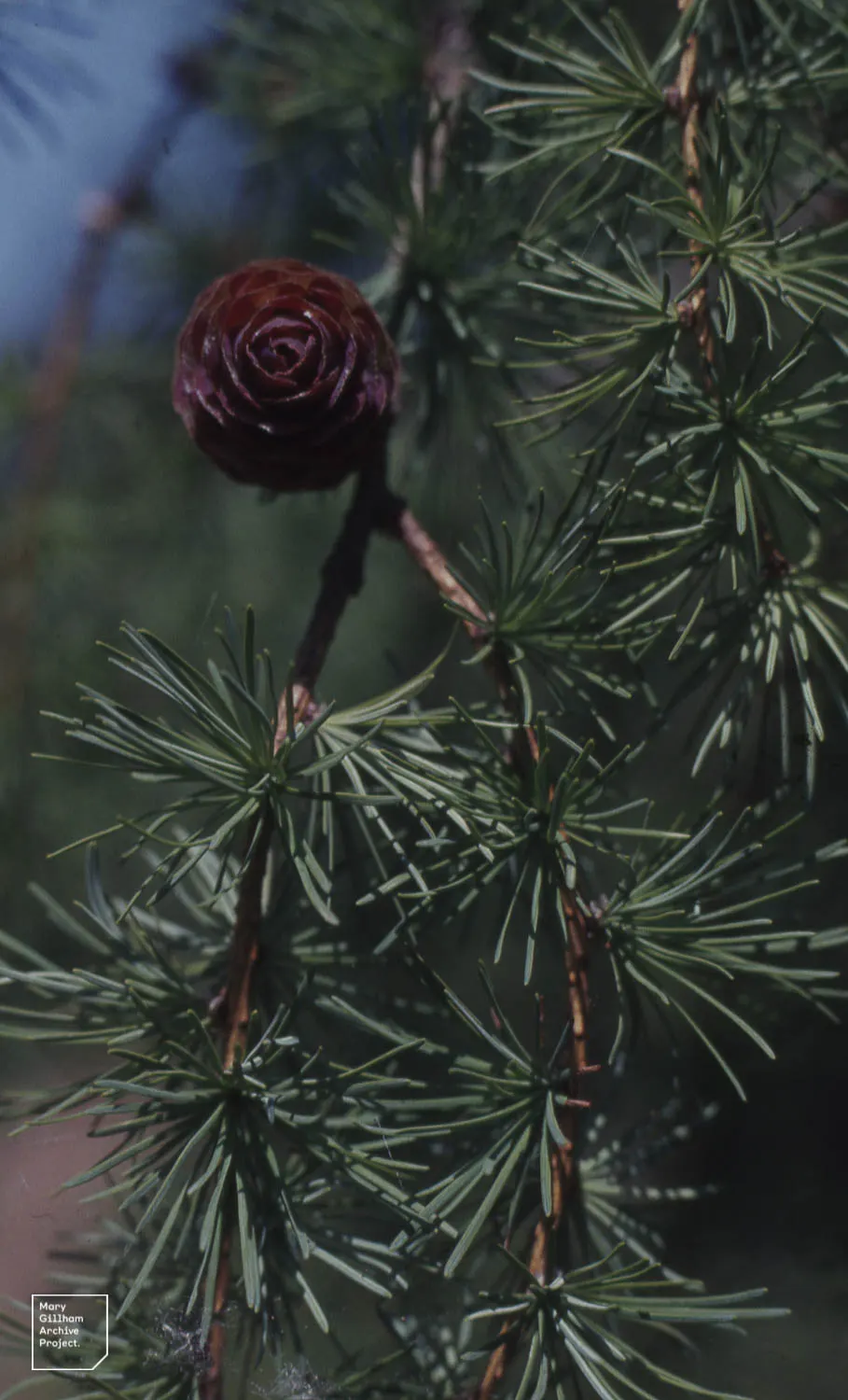 European Larch (Larix Decidua) — It boasts a pyramidal shape in youth, becoming more open with age