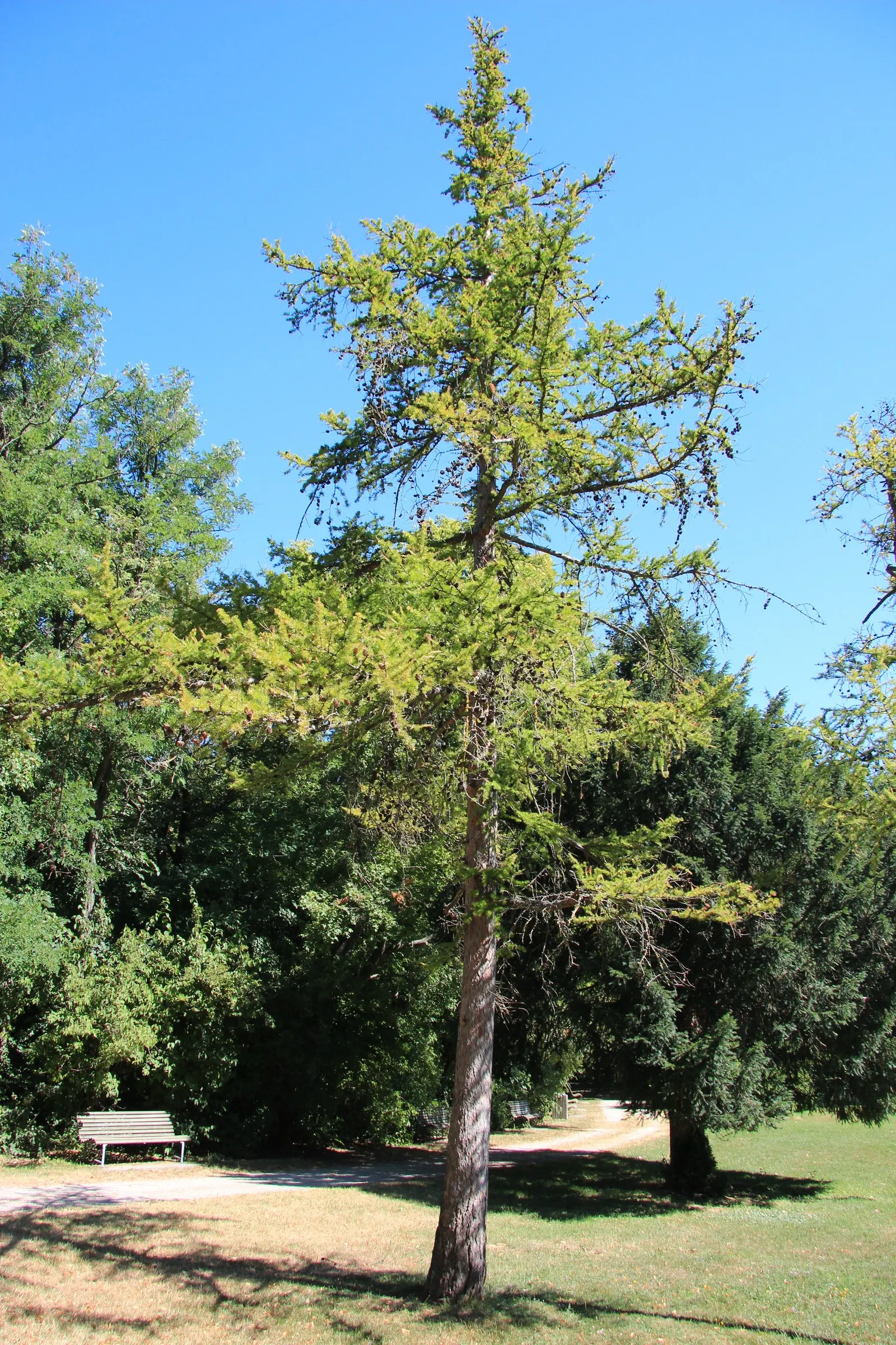 European Larch (Larix Decidua) — a distinctive attribute among conifers