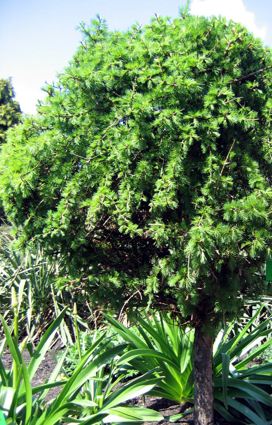 European Larch (Larix Decidua) — creating a dramatic seasonal display before they are shed; and ornamental characteristics