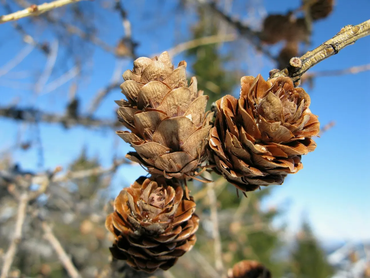 European Larch (Larix Decidua) — Its impressive taproot system makes it relatively drought-tolerant and wind-firm once established; regular checks, image 63