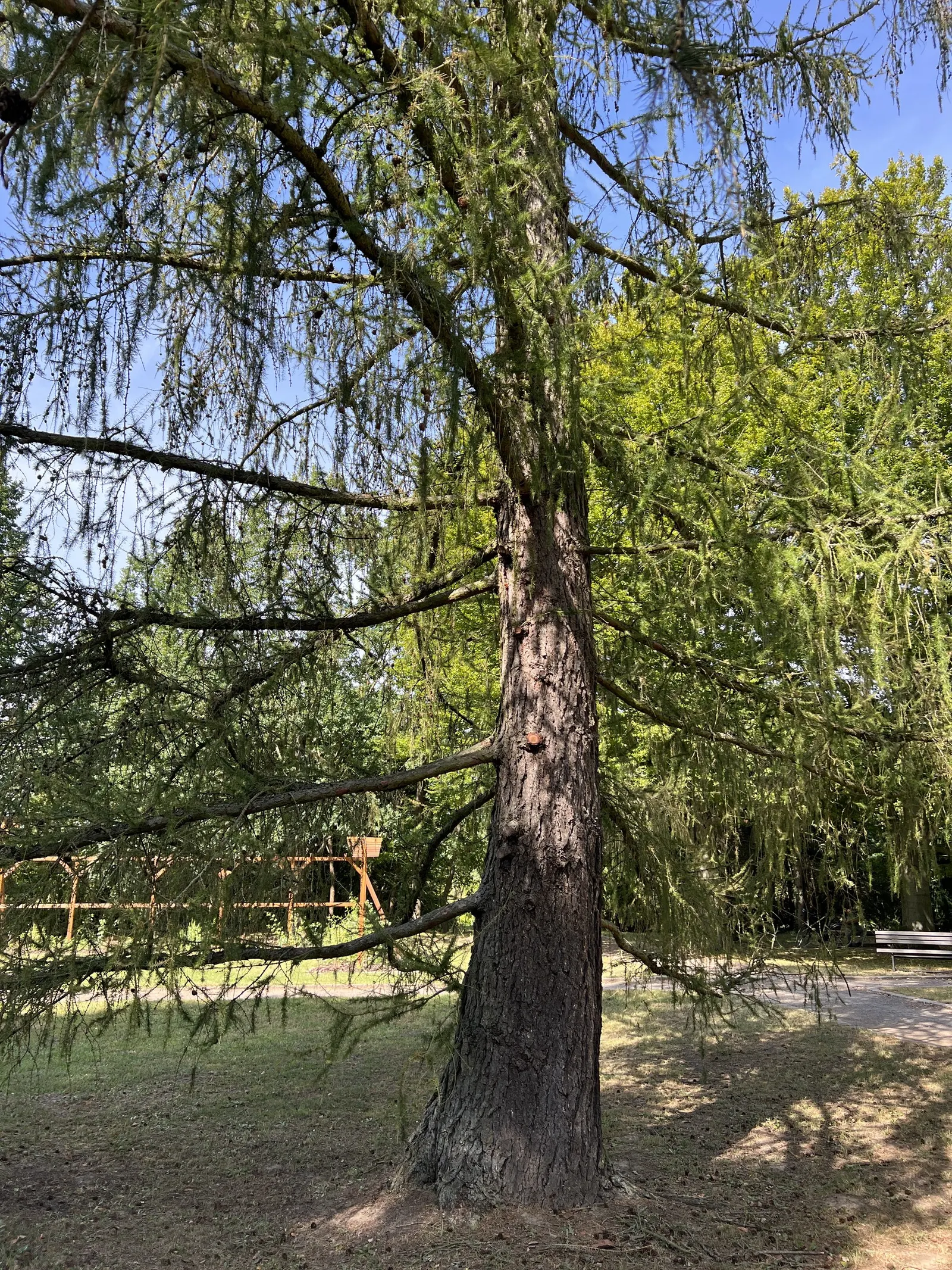 European Larch (Larix Decidua) — starting out green and maturing to a woody brown as the season progresses.<br><br>For optimal growth