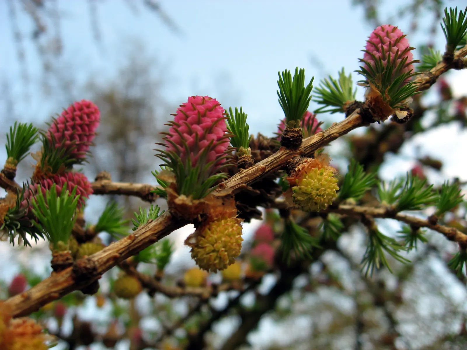 European Larch (Larix Decidua) — a distinctive attribute among conifers; creating a dramatic seasonal display before they are shed, image 59