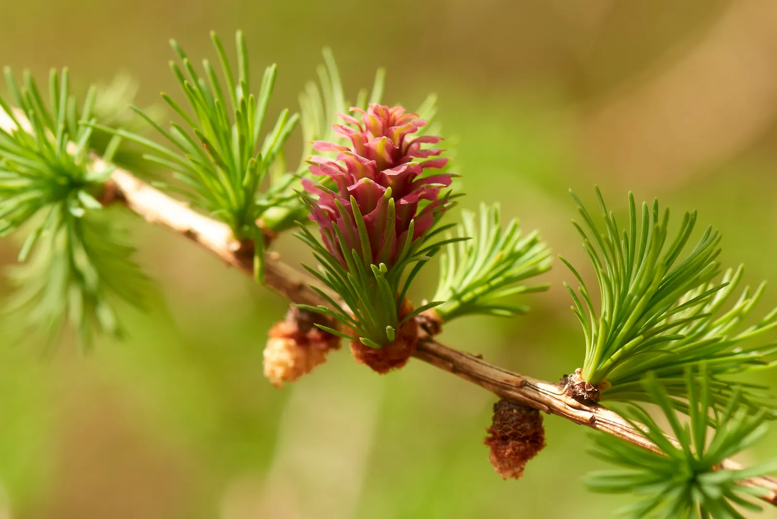 European Larch (Larix Decidua) — provides a dynamic presence in any landscape design due to its majestic height; starting out green and maturing to a woody