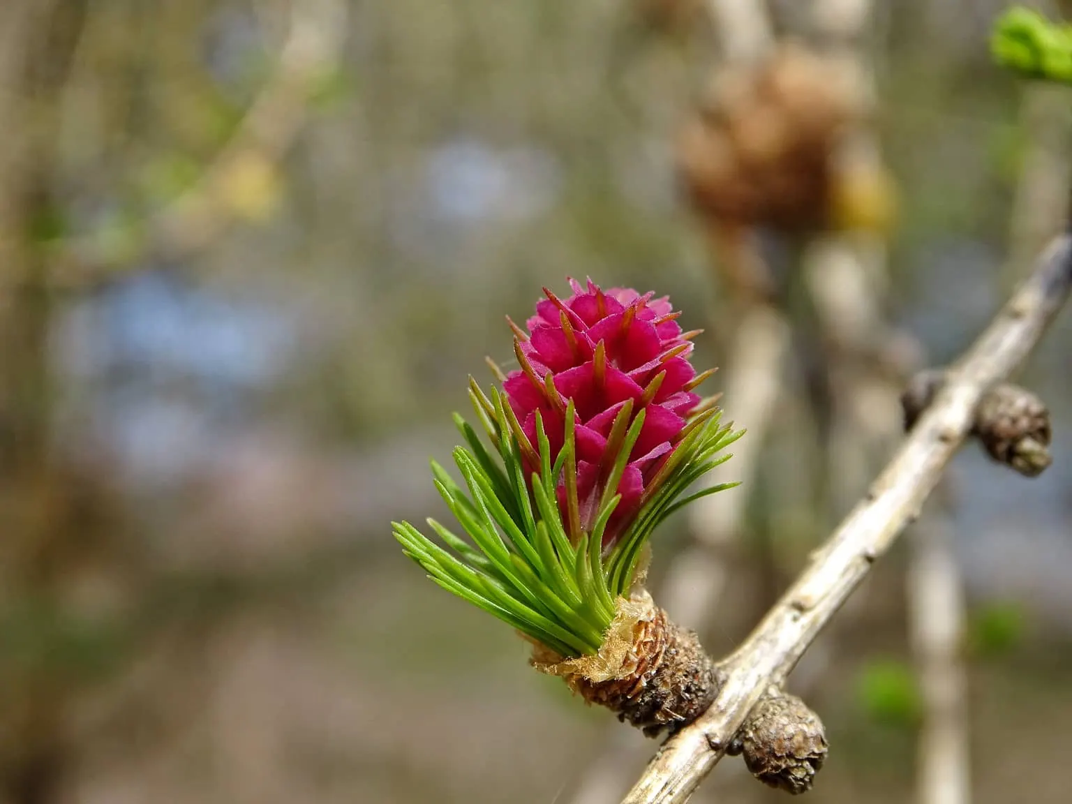 European Larch (Larix Decidua) — regular checks and maintenance should be part of the garden care routine; hardy to zone 2, it's a majestic choice for seasonal