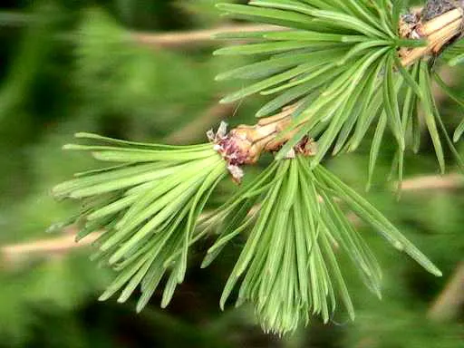 European Larch (Larix Decidua) — Larix decidua requires full sunlight and can thrive in a variety of soil types; these bright green needles turn a, image 62