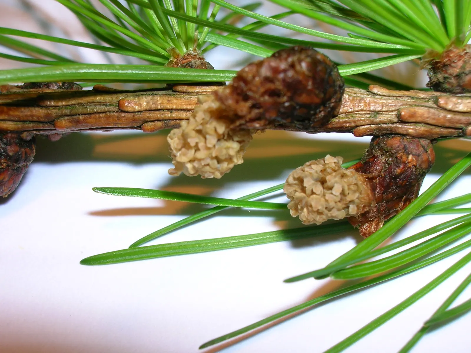European Larch (Larix Decidua) — Its impressive taproot system makes it relatively drought-tolerant and wind-firm once established