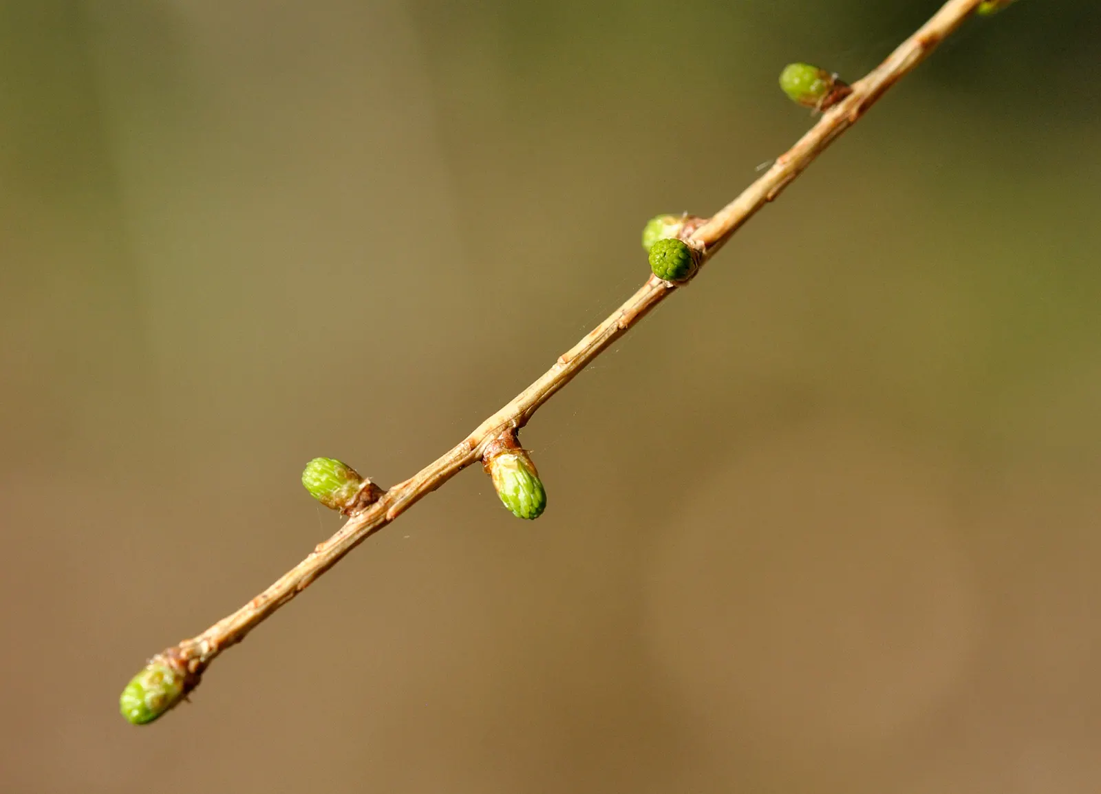 European Larch (Larix Decidua) — Hardy to zone 2, it's a majestic choice for seasonal interest in large landscape designs; becoming more broad and, image 49