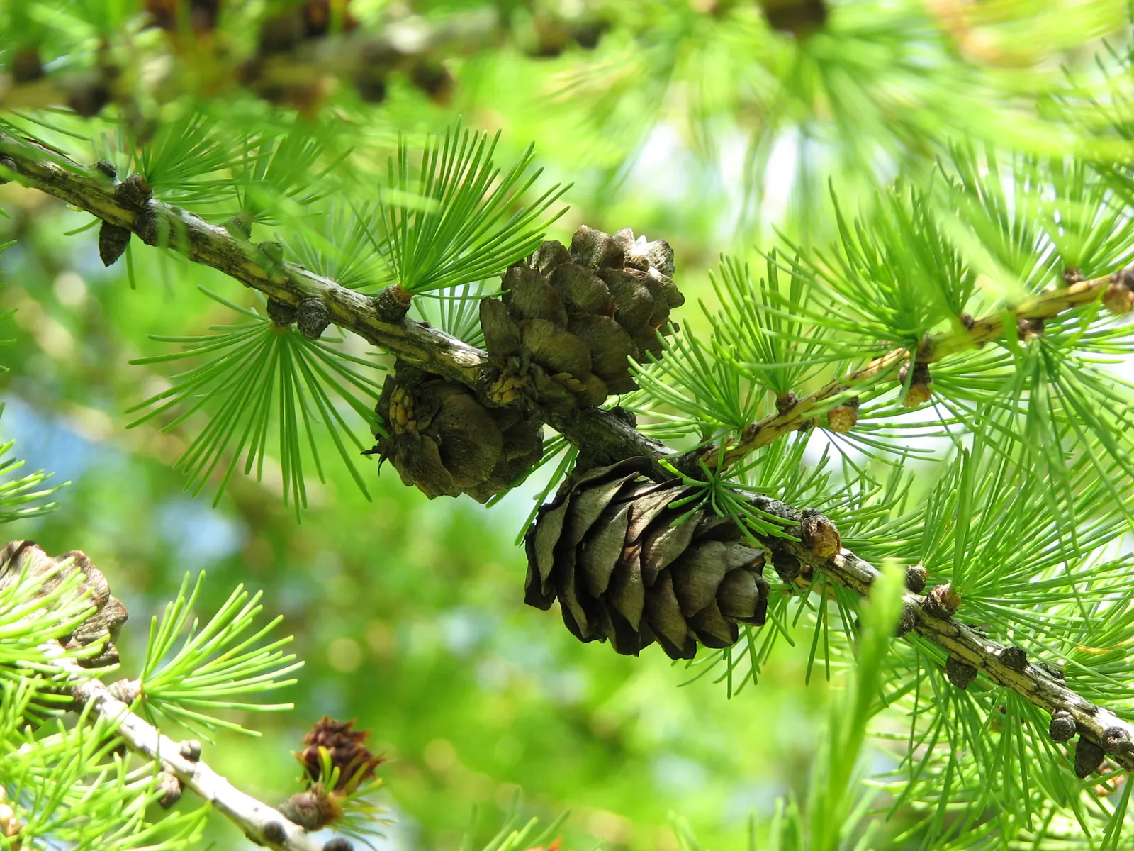 European Larch (Larix Decidua) — Its needles turn a stunning golden yellow before dropping in fall