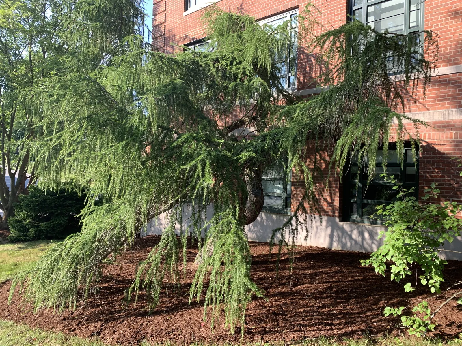 European Larch (Larix Decidua) — and ornamental characteristics