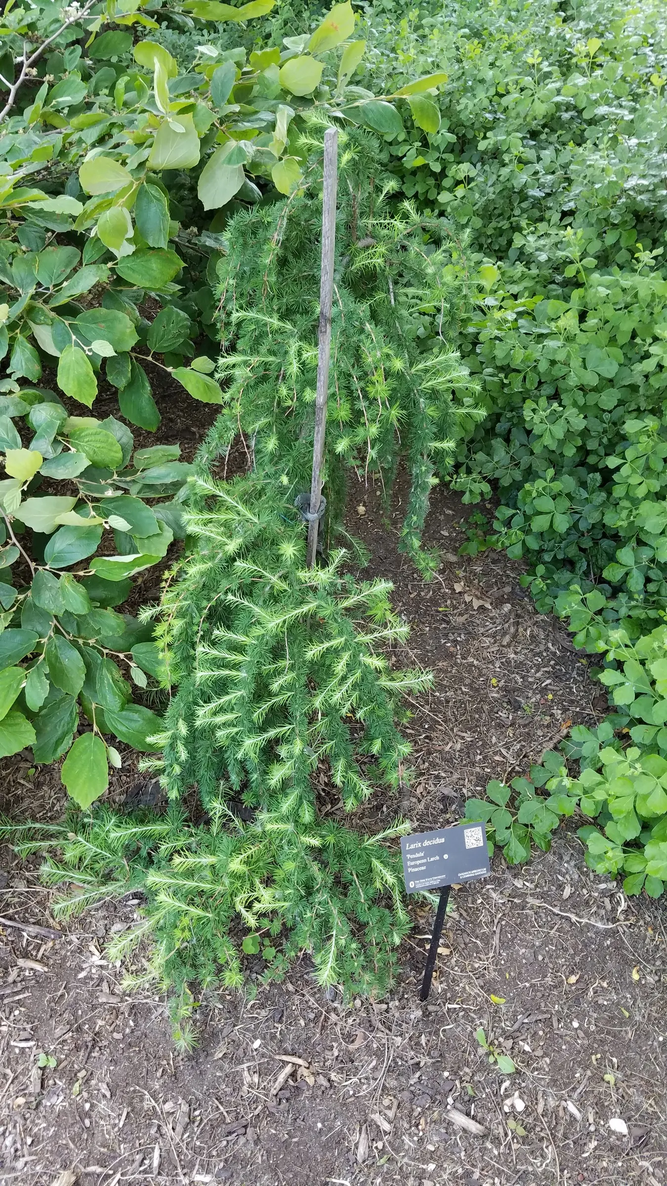 European Larch (Larix Decidua) — It boasts a pyramidal shape in youth, becoming more open with age; which are soft to the touch, image 46