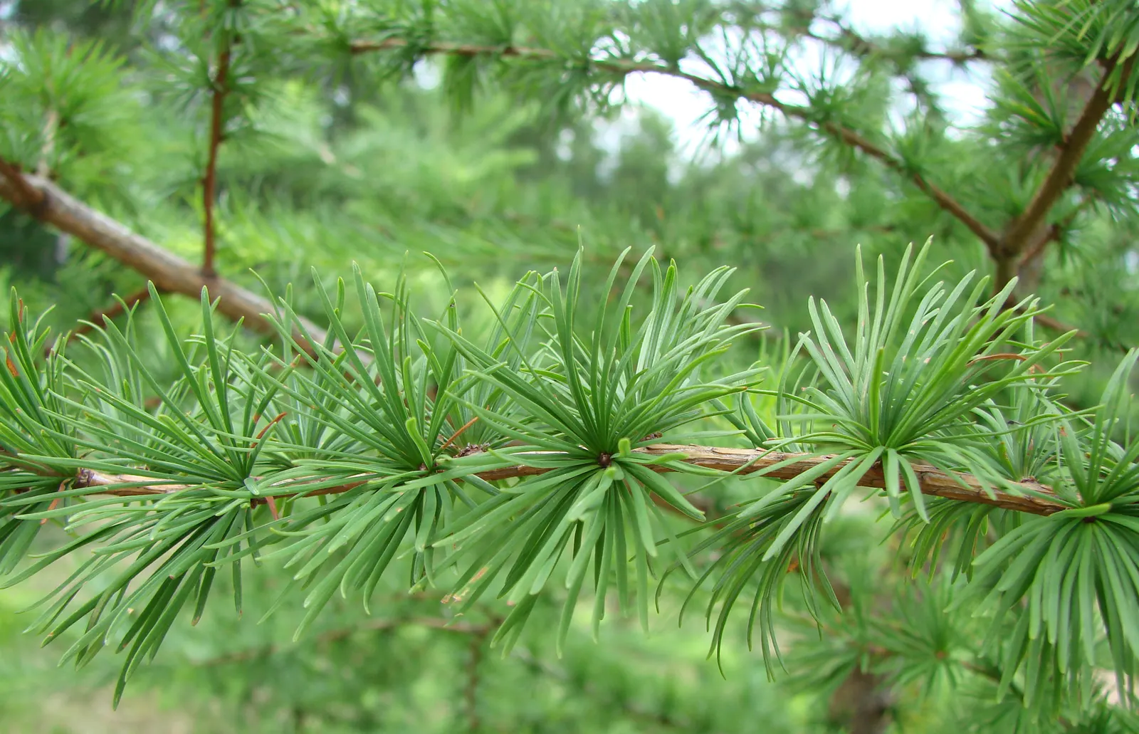 European Larch (Larix Decidua) — Its needles turn a stunning golden yellow before dropping in fall; larix decidua requires full sunlight and can, image 47