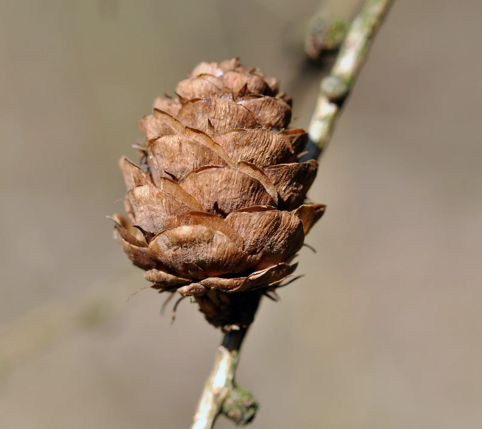 European Larch (Larix Decidua) — The European Larch, Larix decidua, is deciduous, coniferous royalty, with a mature height of 60-100 feet, image 67