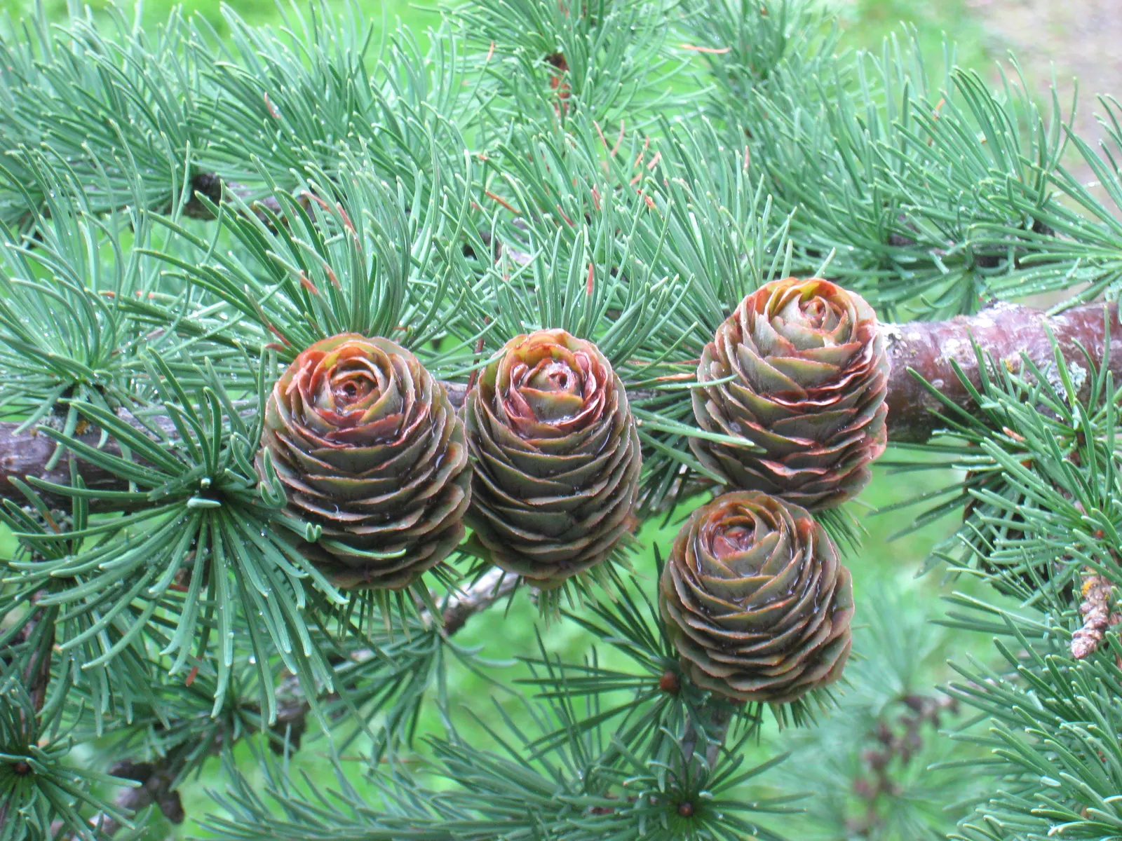European Larch (Larix Decidua) — Hardy to zone 2, it's a majestic choice for seasonal interest in large landscape designs; becoming more broad and open with