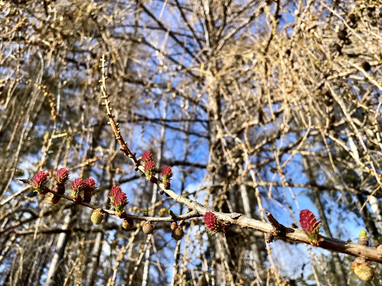 European Larch (Larix Decidua) — Preferring full sun, it thrives in well-drained soils and features 1-2-inch cones; its needles turn a stunning, image 70