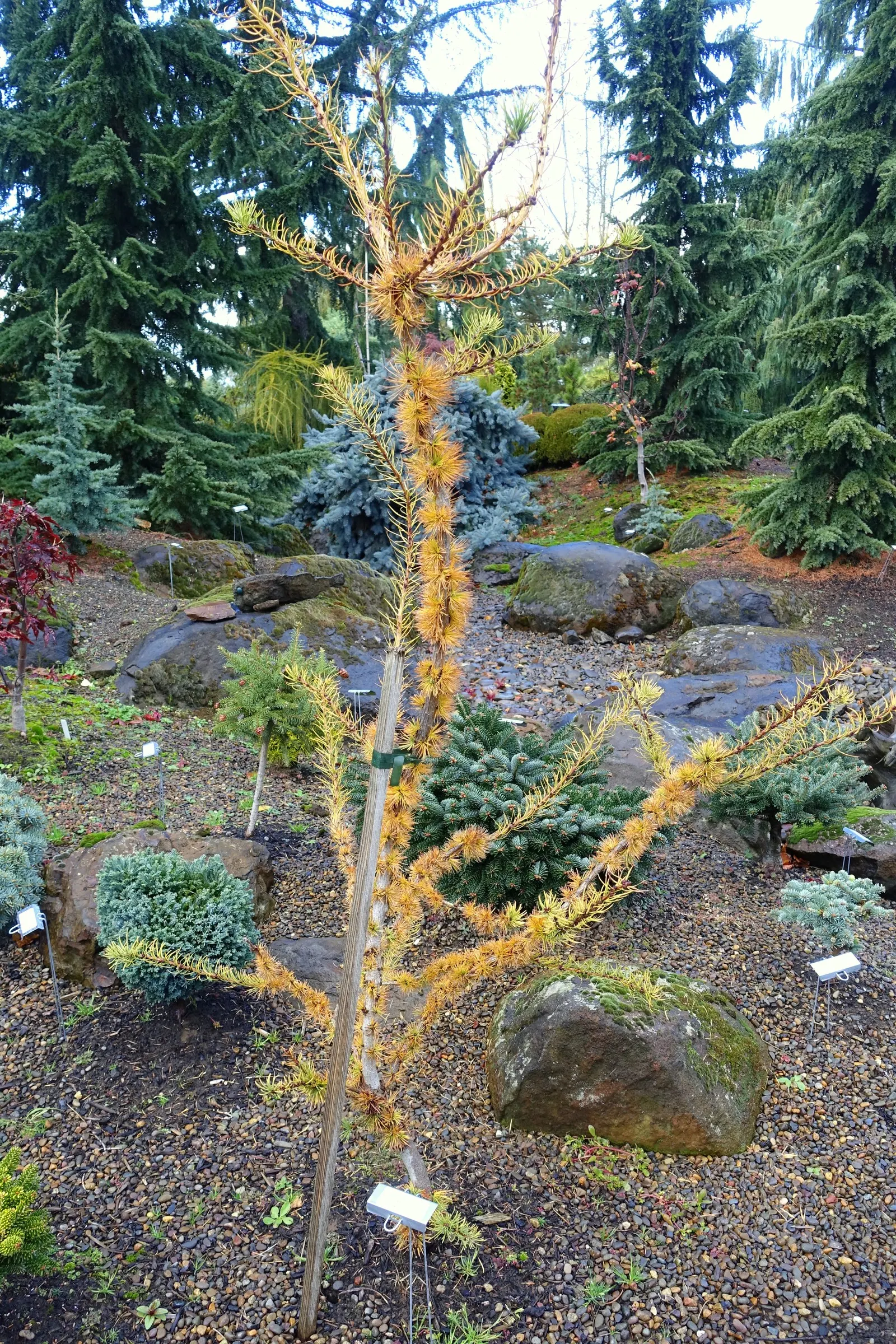 European Larch (Larix Decidua) — Mature specimens can reach towering heights of 70 to 100 feet with a breadth of roughly 25 to 35 feet; the shape of this