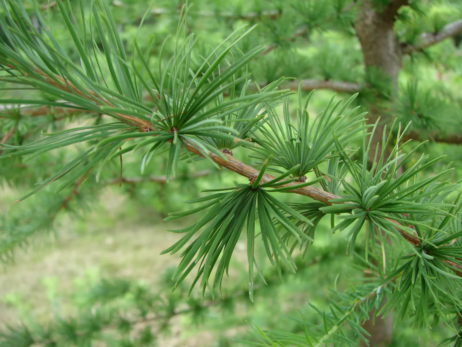 European Larch (Larix Decidua) — and ornamental characteristics; it boasts a pyramidal shape in youth, becoming more open with age