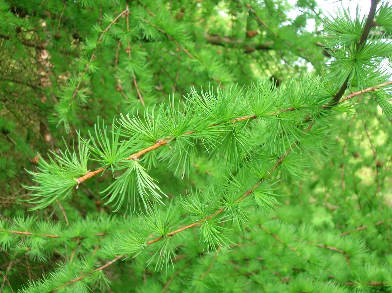 European Larch (Larix Decidua) — which are soft to the touch; mature specimens can reach towering heights of 70 to 100 feet with a breadth of roughly 25 to 35
