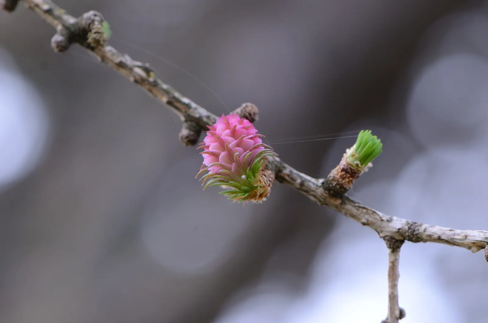 European Larch (Larix Decidua) — which are soft to the touch; mature specimens can reach towering heights of 70 to 100 feet with a breadth of, image 55