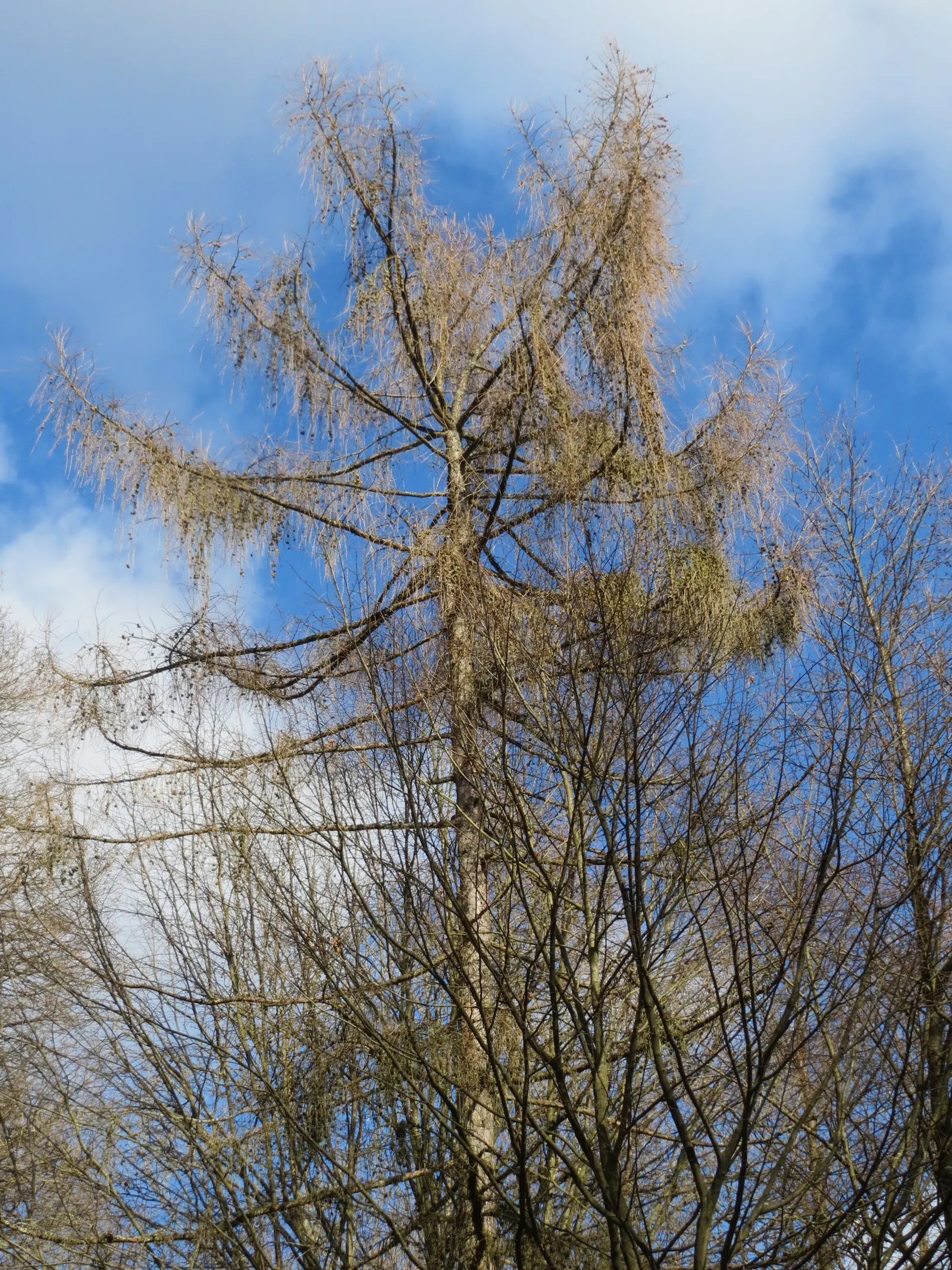 European Larch (Larix Decidua) — Larix decidua requires full sunlight and can thrive in a variety of soil types