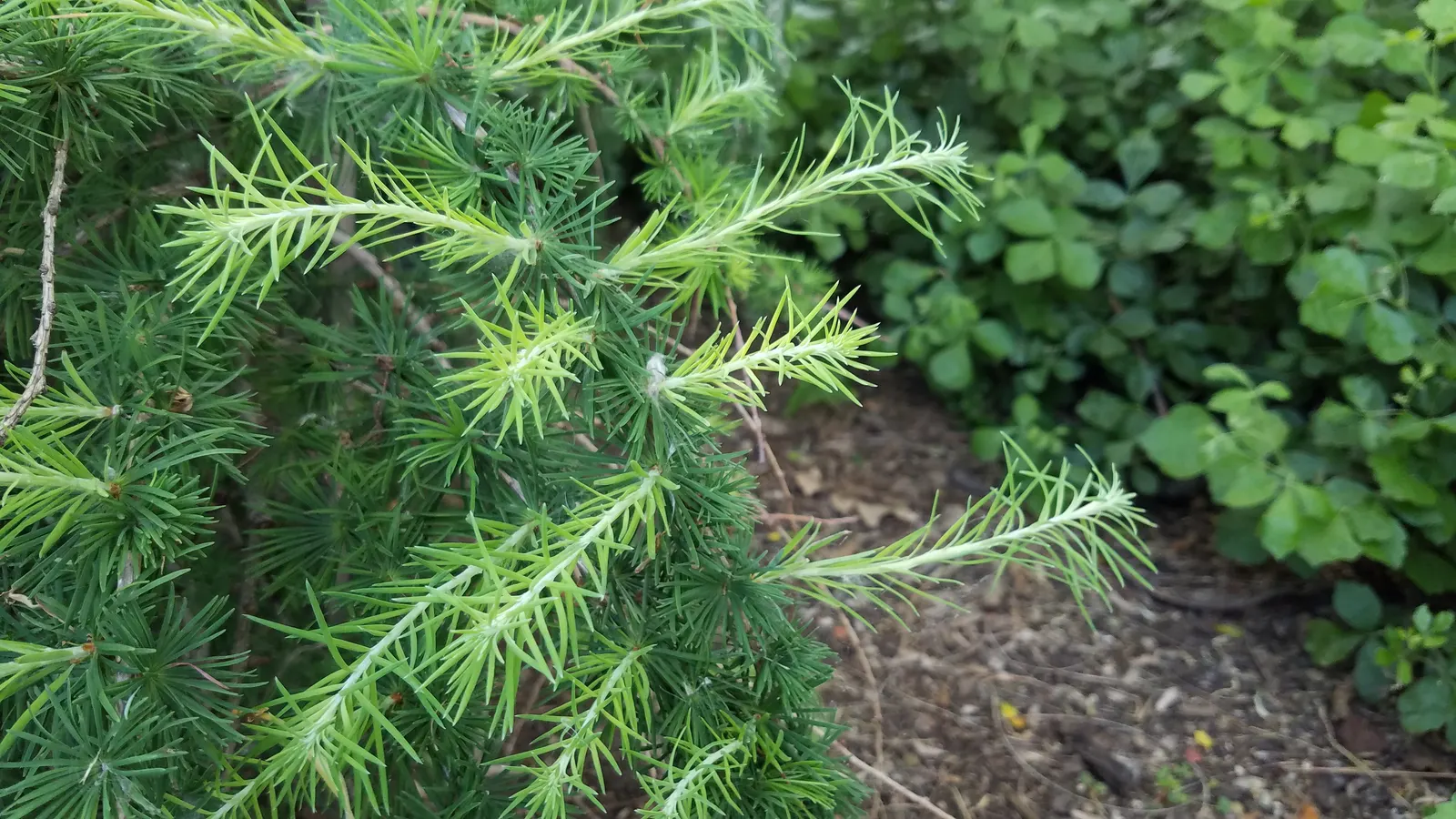 European Larch (Larix Decidua) — Preferring full sun, it thrives in well-drained soils and features 1-2-inch cones; its needles turn a stunning, image 48