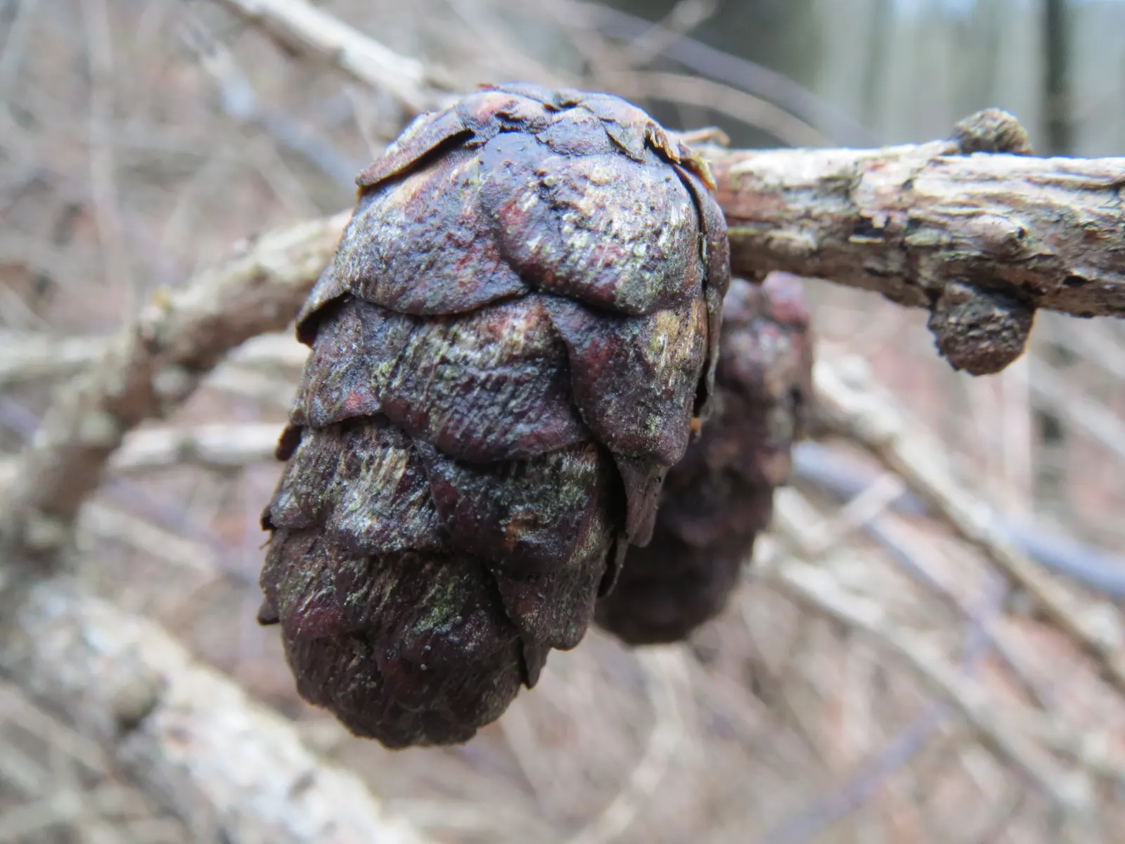 European Larch (Larix Decidua) — The European Larch, Larix decidua, is deciduous, coniferous royalty, with a mature height of 60-100 feet