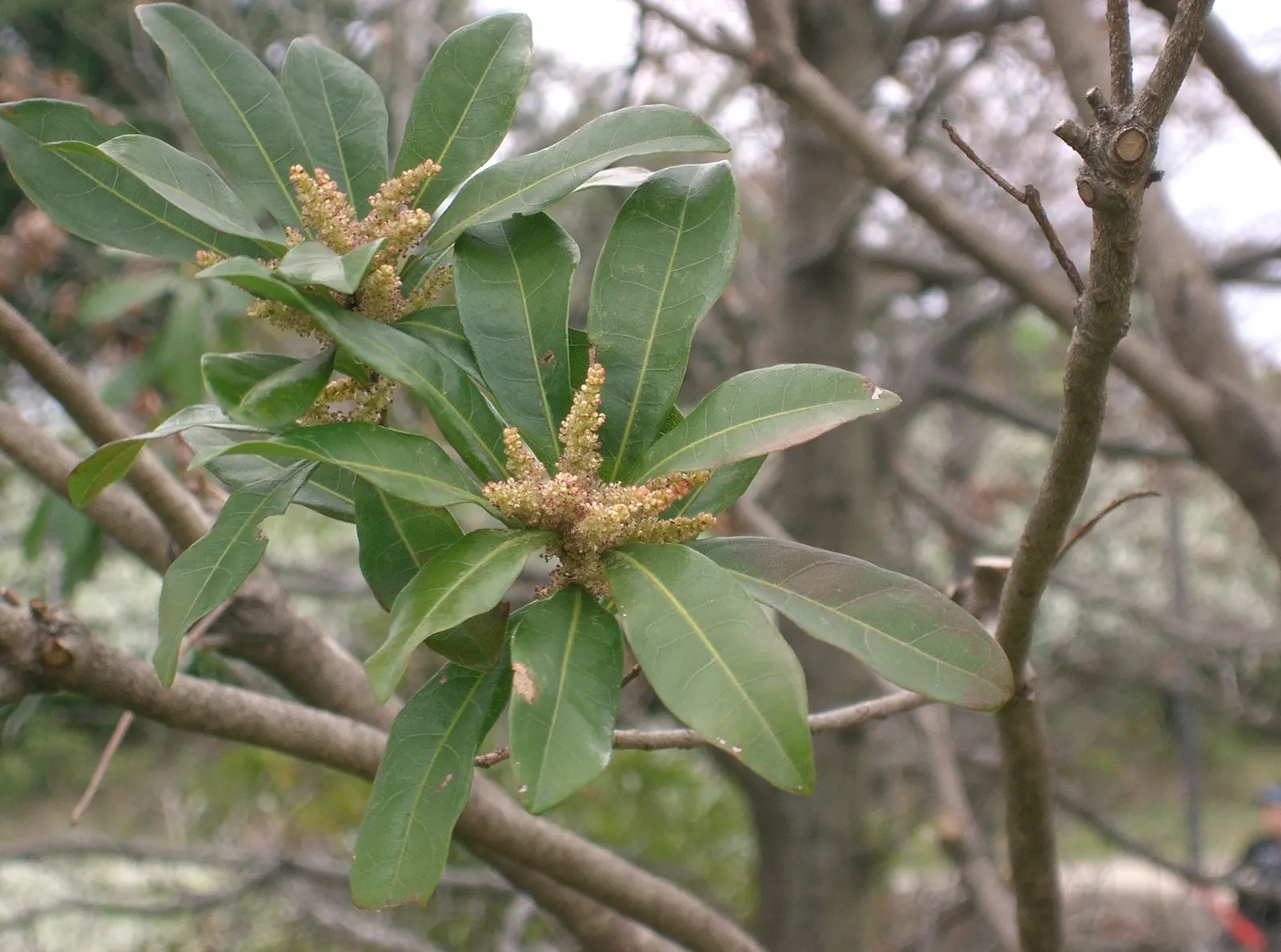 Bayberry (Myrica Pensylvanica) — is a hardy native shrub known for its aromatic foliage and waxy blue-gray berries; the berries are a favorite, image 97