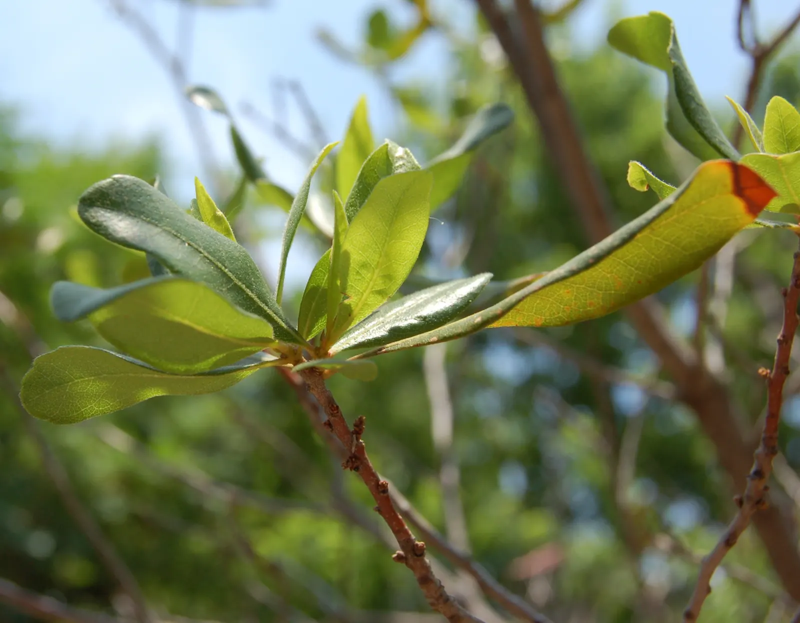 Bayberry (Myrica Pensylvanica) — along with its aromatic and environmental benefits; while the Bayberry is drought-tolerant once established, image 92