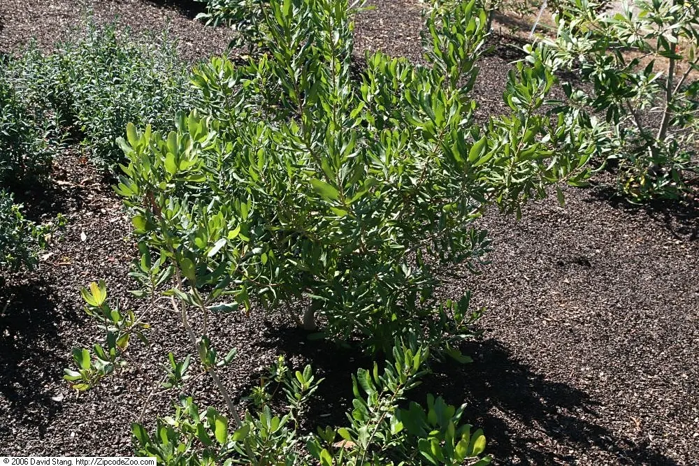 Bayberry (Myrica Pensylvanica) — this deciduous shrub presents a dense; the Bayberry's resilience