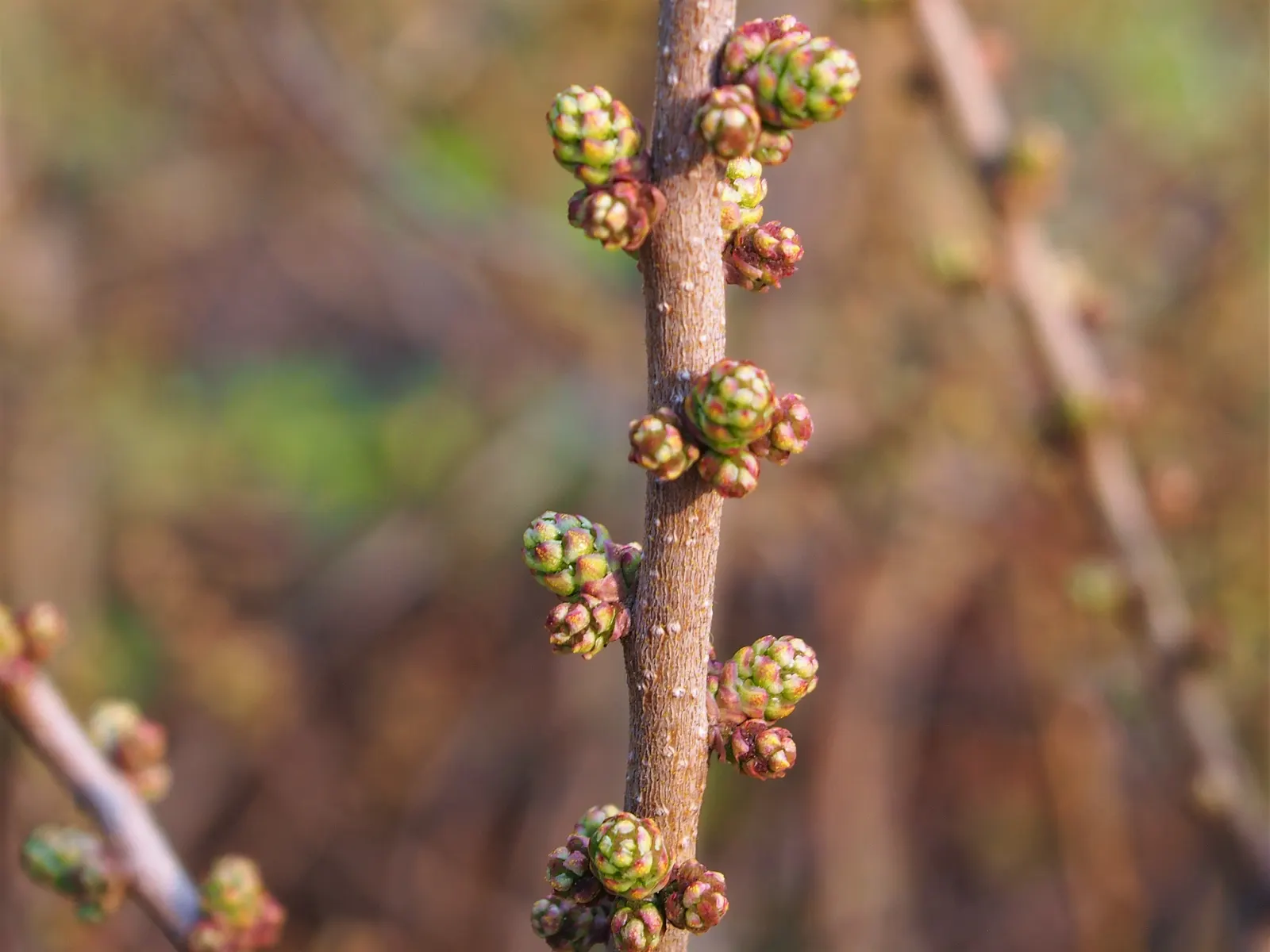 Bayberry (Myrica Pensylvanica) — Bayberry can adapt to a range of soil types but prefers well-drained; scientifically named Myrica pensylvanica