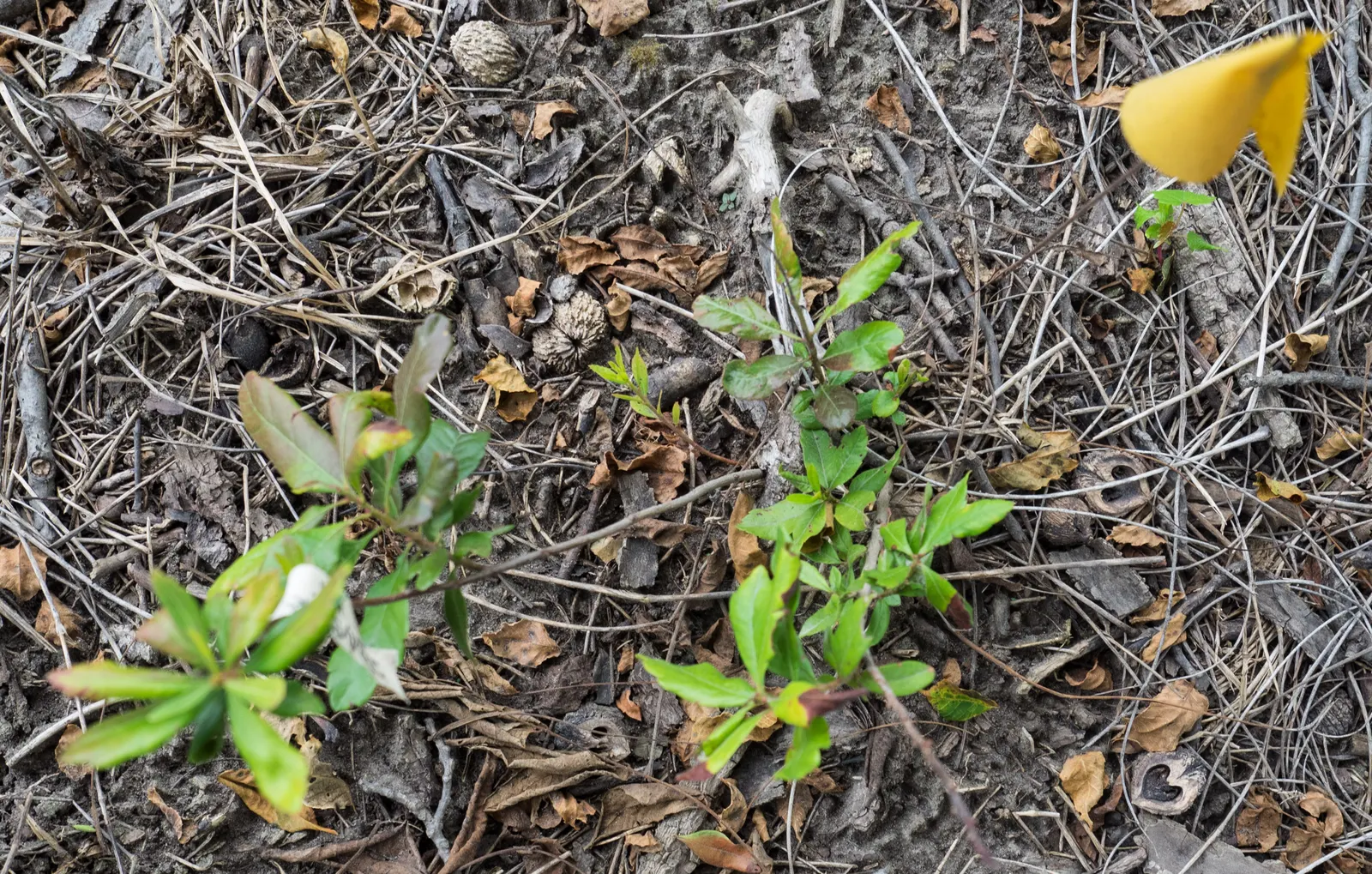 Bayberry (Myrica Pensylvanica) — providing visual interest and a food source for local bird species.<br><br>For optimal growth; distinguished by, image 111