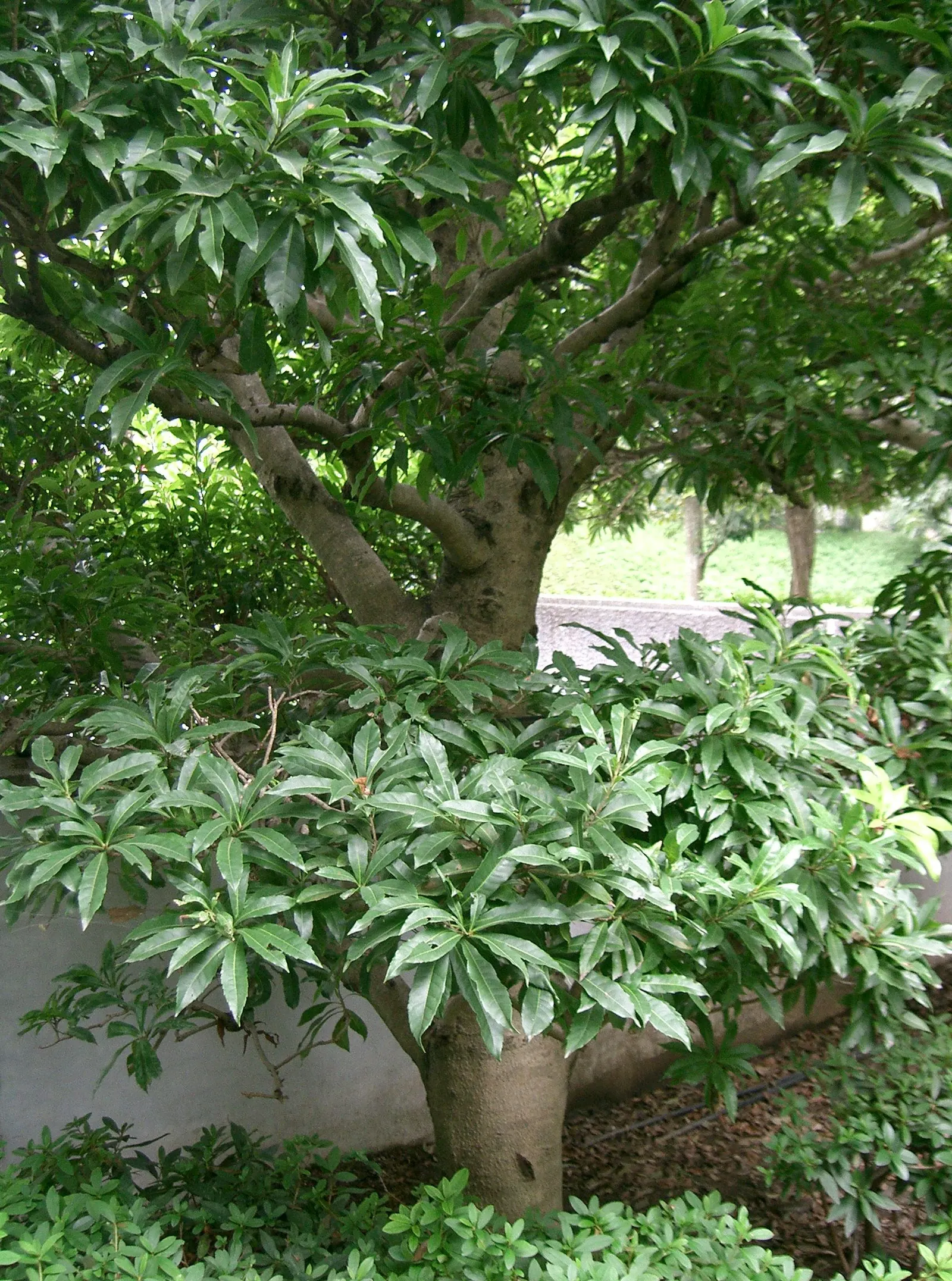 Bayberry (Myrica Pensylvanica) — plant Myrica pensylvanica in full sun to partial shade; in late spring to early summer, image 64