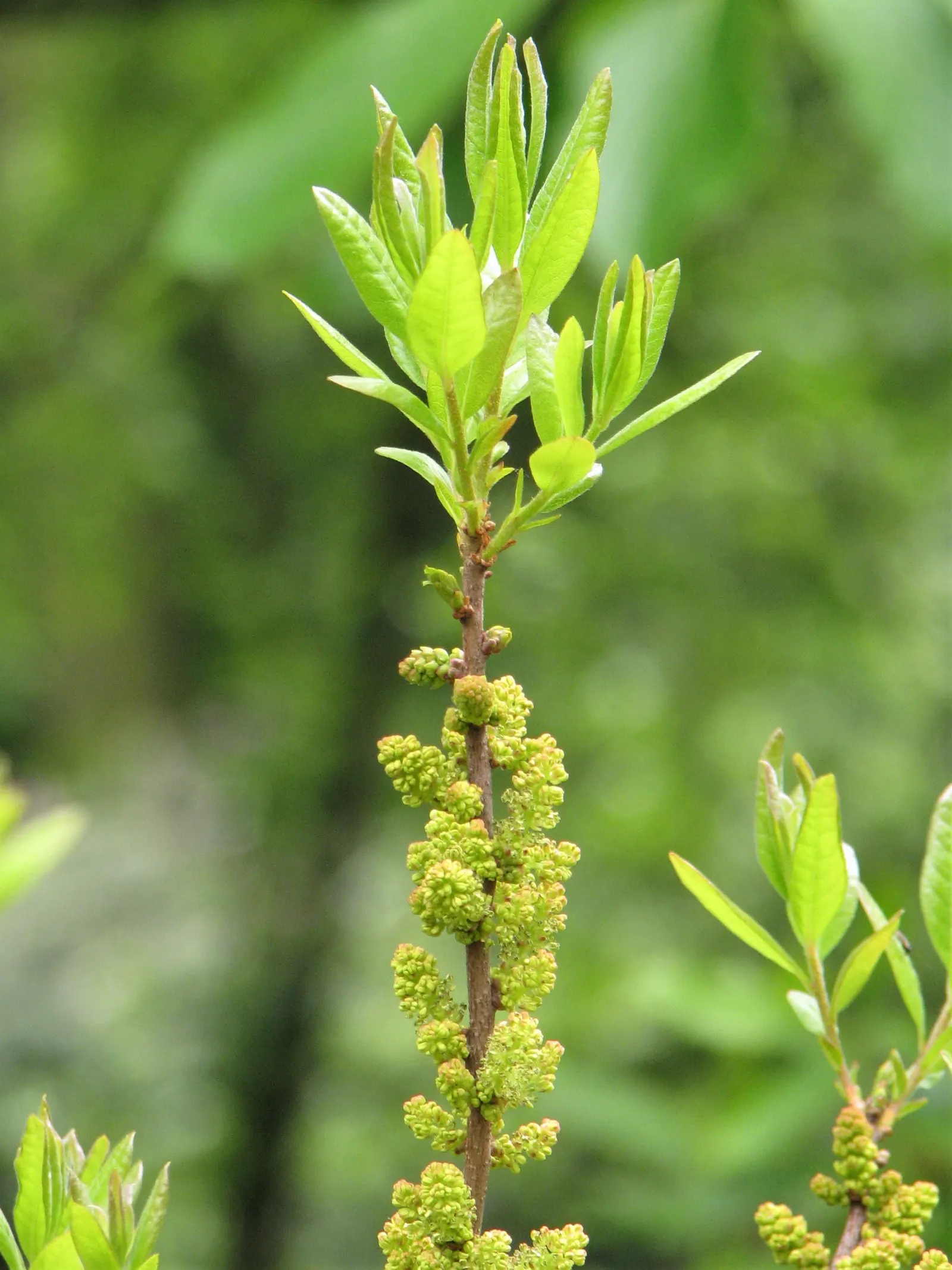 Bayberry (Myrica Pensylvanica) — Distinguished by its aromatic foliage and grayish-white berries; providing visual interest and a food source for, image 54