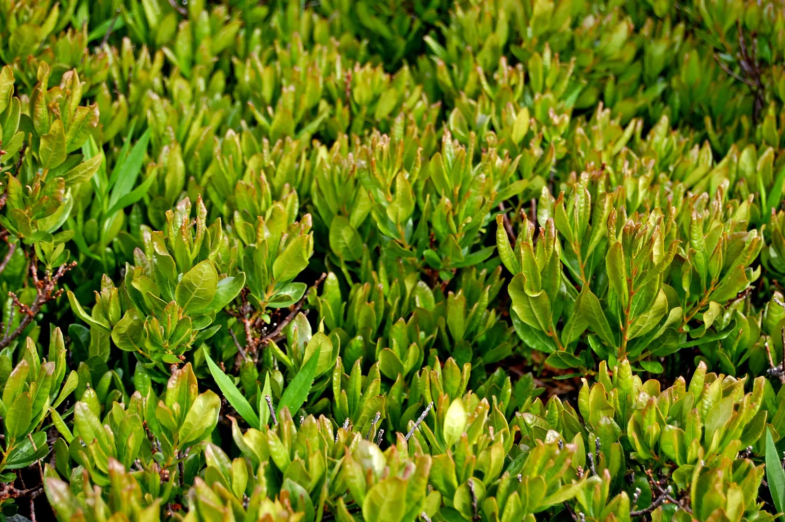 Bayberry (Myrica Pensylvanica) — plant Myrica pensylvanica in full sun to partial shade; in late spring to early summer, image 88
