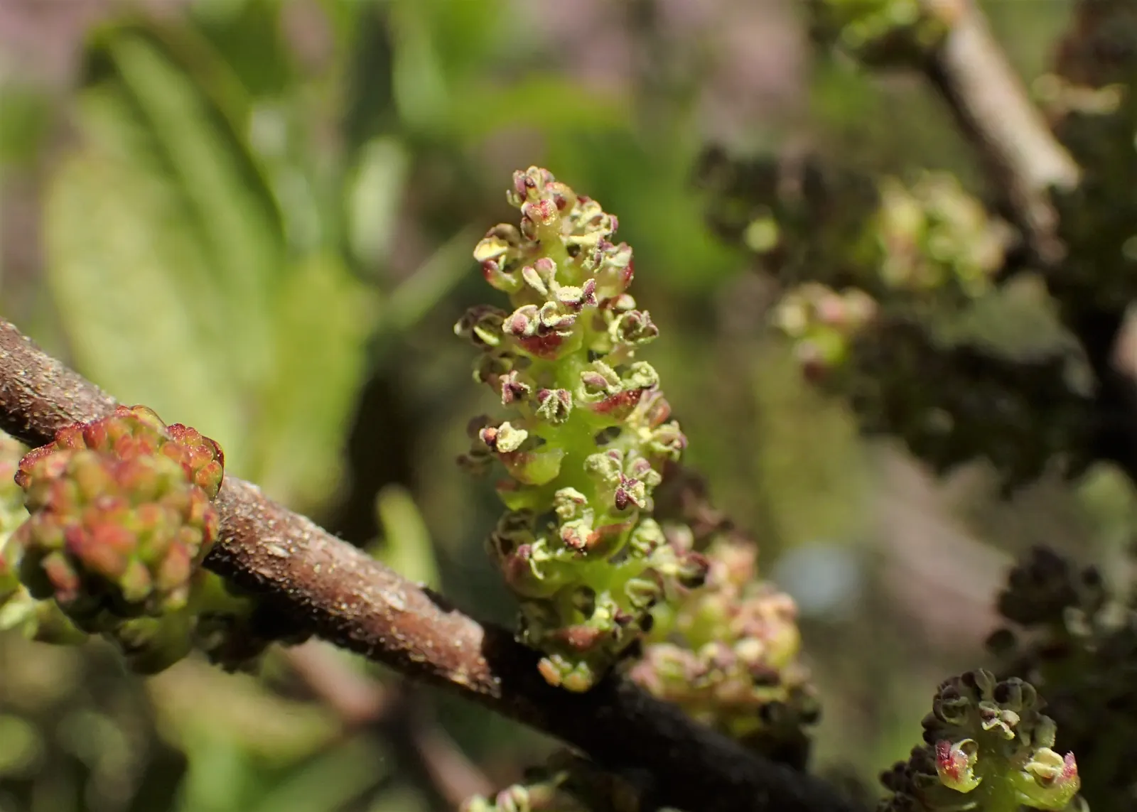 Bayberry (Myrica Pensylvanica) — is a hardy native shrub known for its aromatic foliage and waxy blue-gray berries