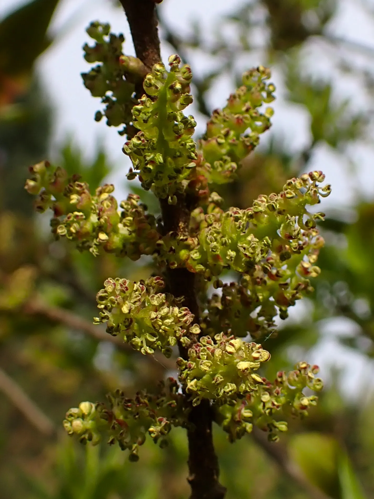 Bayberry (Myrica Pensylvanica) — green and yellow flowers in the garden; it thrives in USDA plant hardiness zones 3 through 6, image 94
