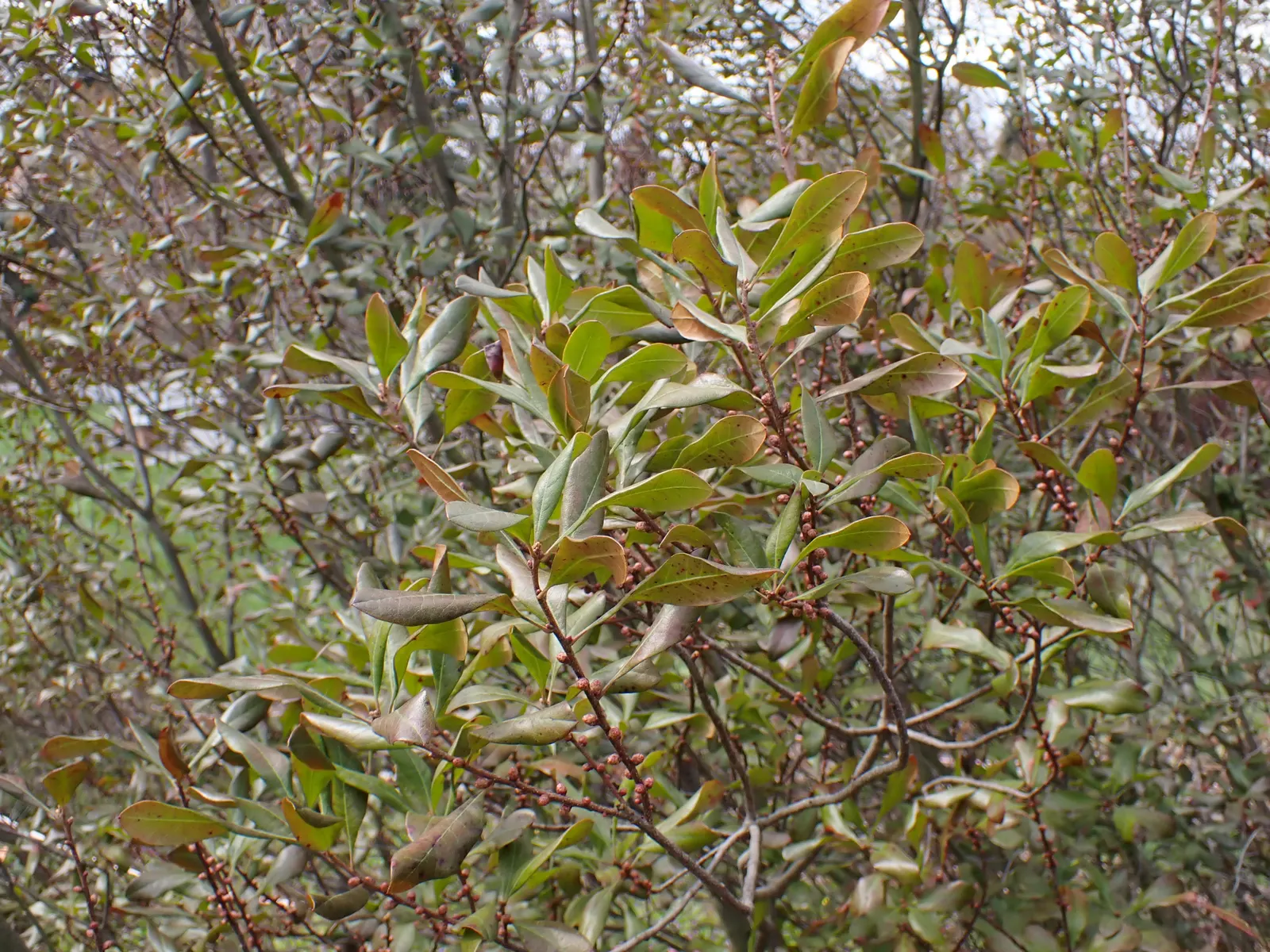 Bayberry (Myrica Pensylvanica) — scientifically named Myrica pensylvanica; bayberry can adapt to a range of soil types but prefers well-drained