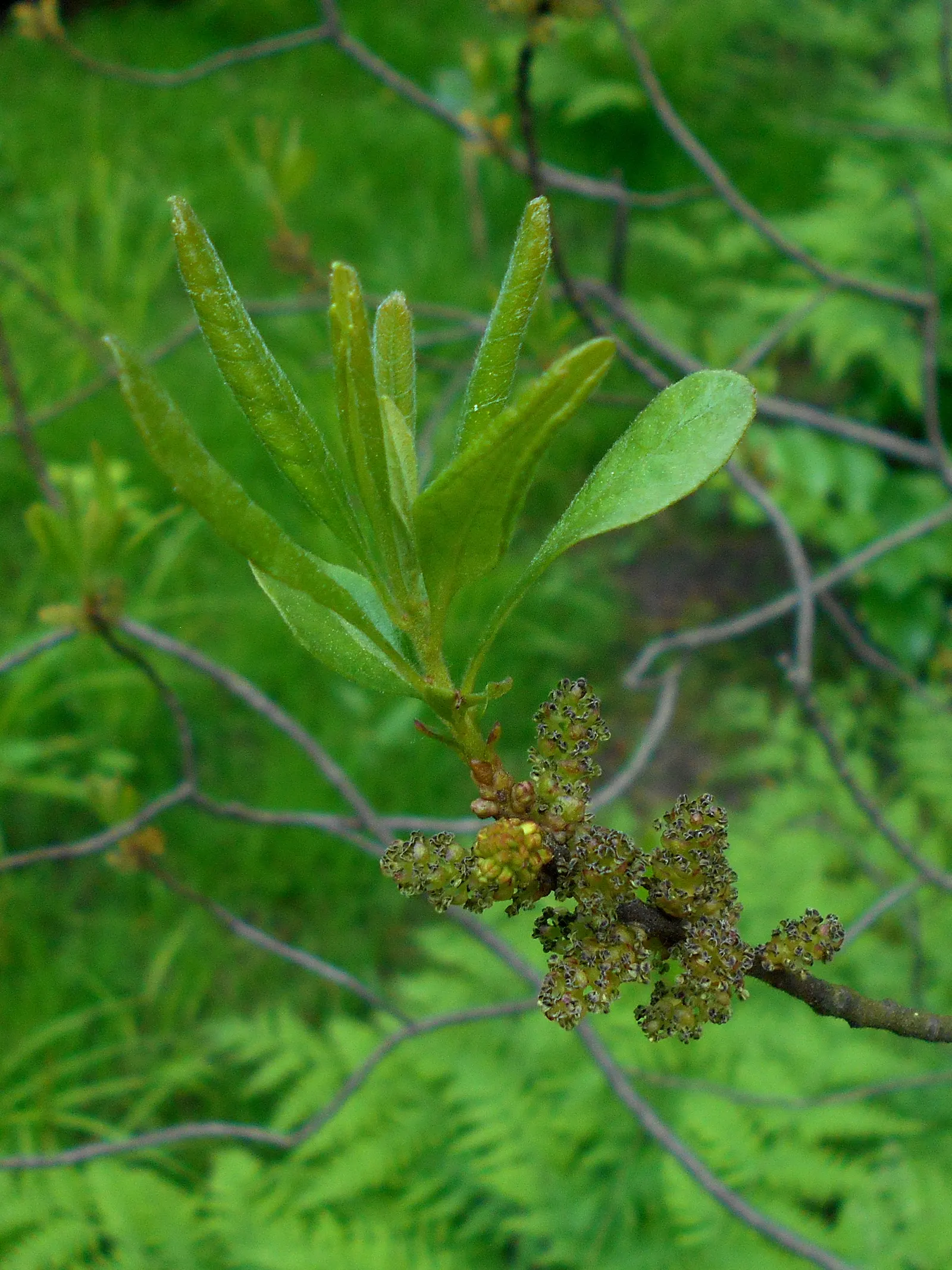 Bayberry (Myrica Pensylvanica) — along with its aromatic and environmental benefits; while the Bayberry is drought-tolerant once established