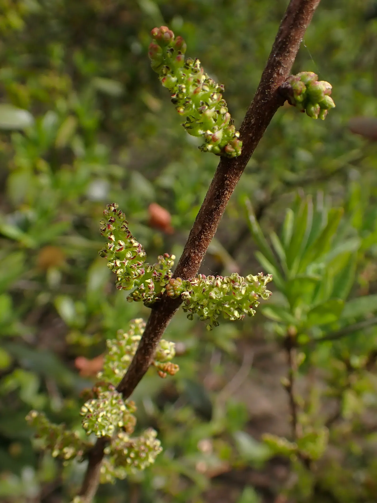 Bayberry (Myrica Pensylvanica) — Distinguished by its aromatic foliage and grayish-white berries; providing visual interest and a food source for, image 102