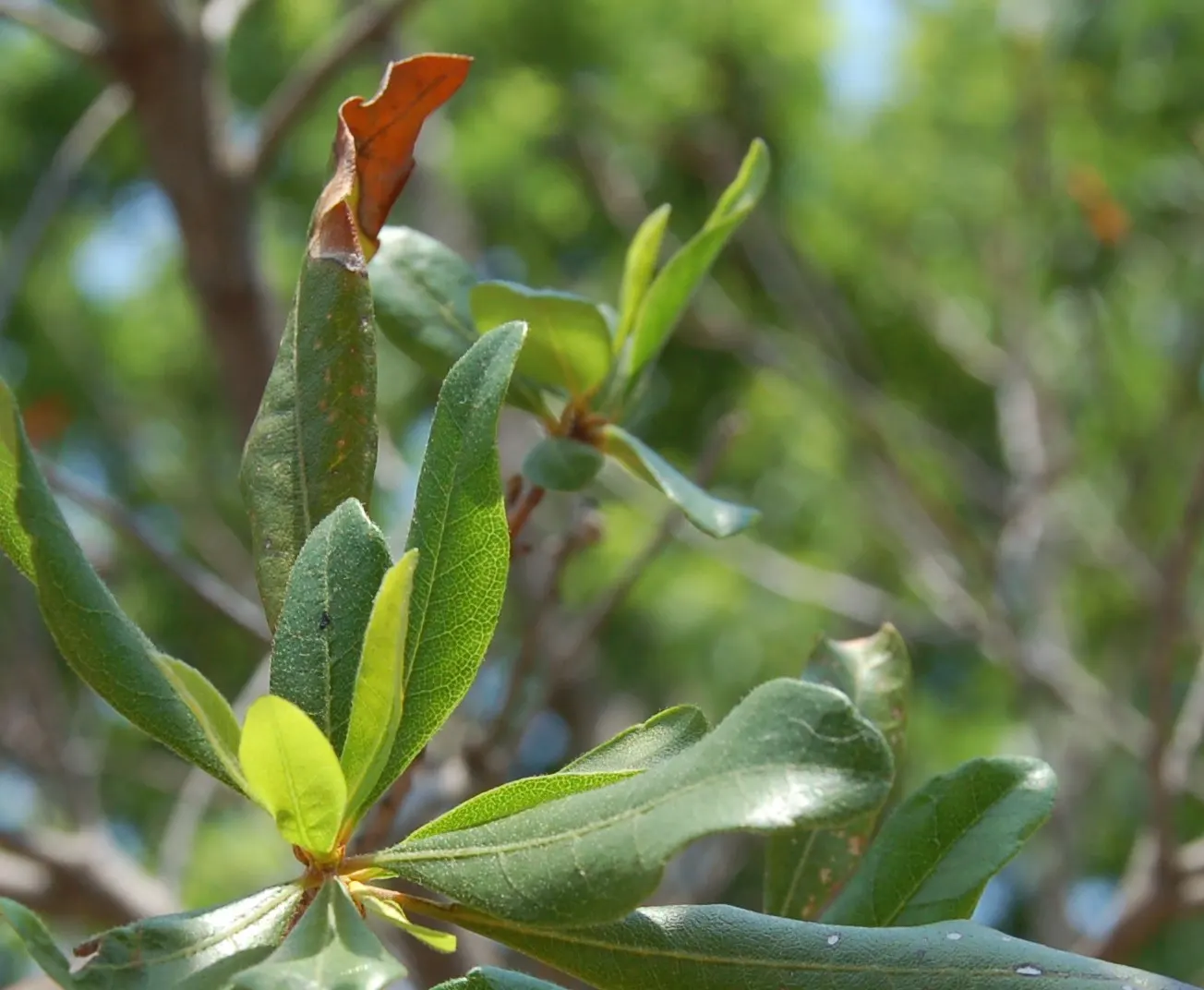 Bayberry (Myrica Pensylvanica) — rounded silhouette that serves well as a windbreak or a natural hedge; it reaches about 6-10 feet in height and spread