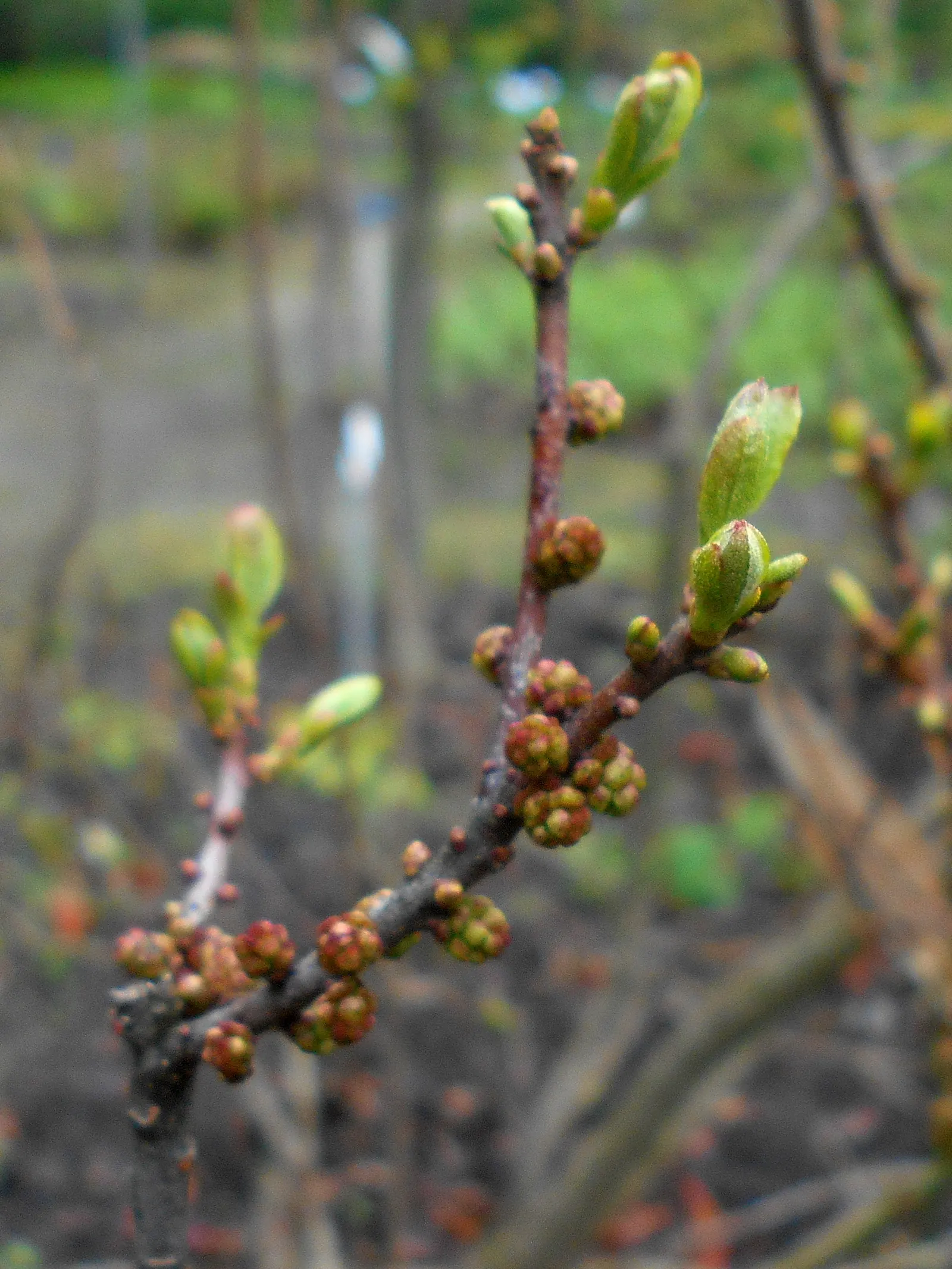 Bayberry (Myrica Pensylvanica) — scientifically named Myrica pensylvanica; bayberry can adapt to a range of soil types but prefers well-drained, image 77