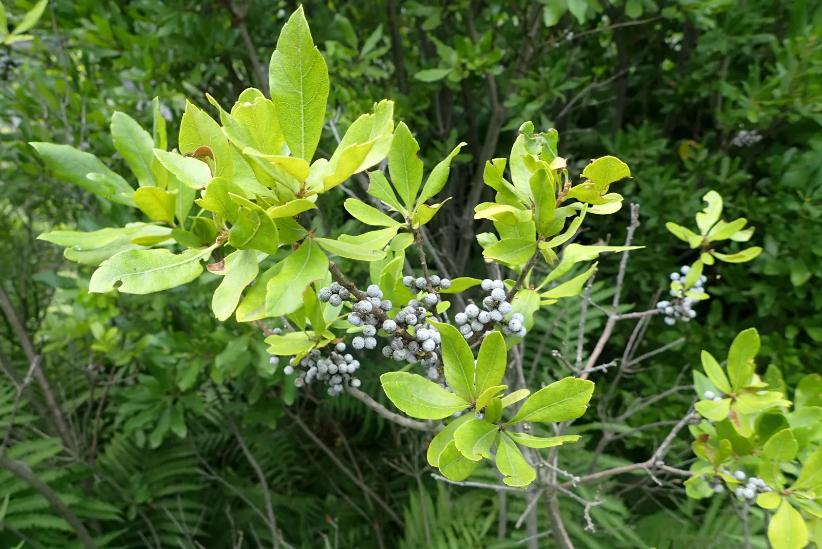 Bayberry (Myrica Pensylvanica) — The Bayberry's resilience; this deciduous shrub presents a dense