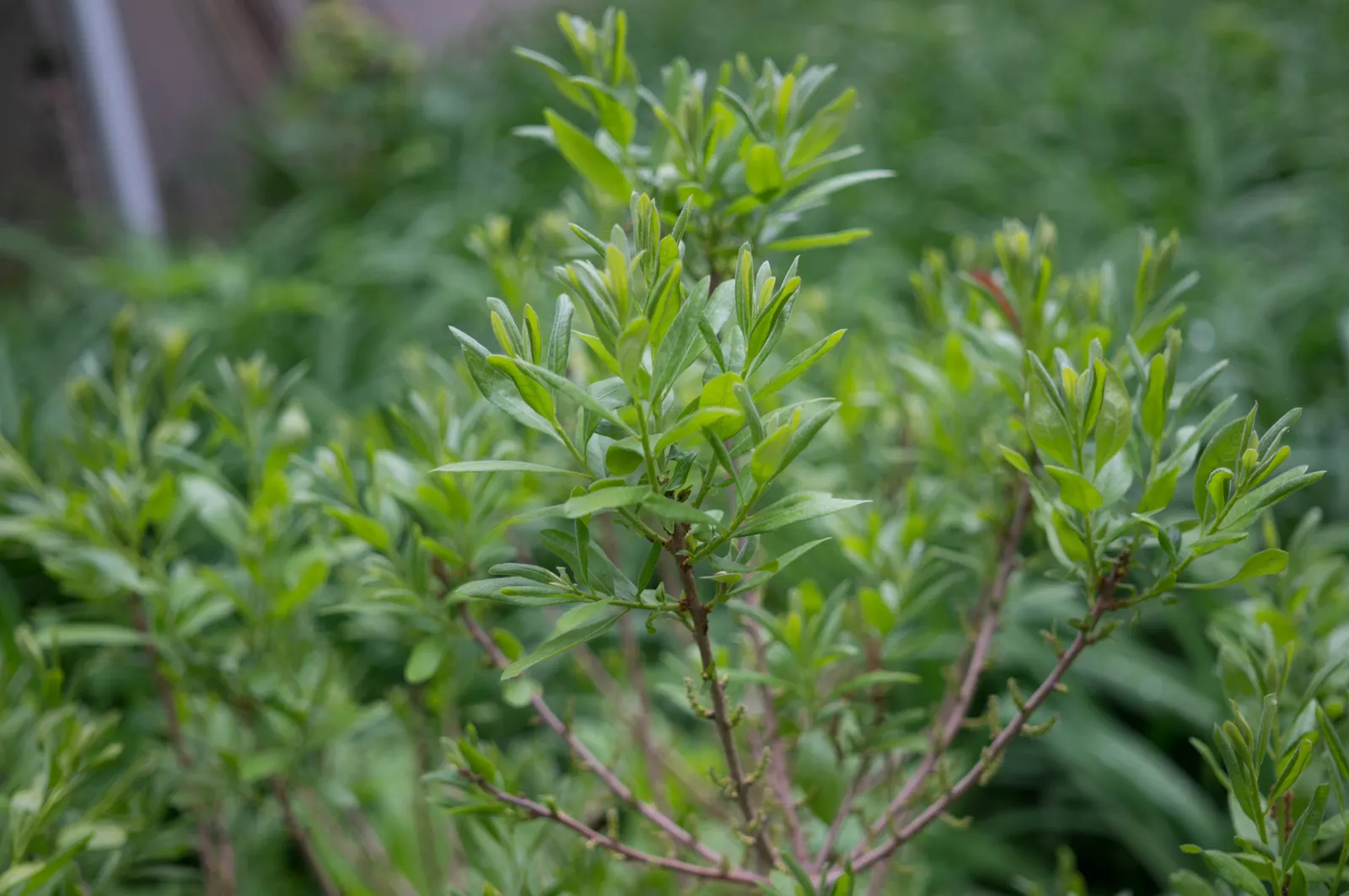Bayberry (Myrica Pensylvanica) — makes it an exceptional addition to any landscape design; shrub for full or half, image 69