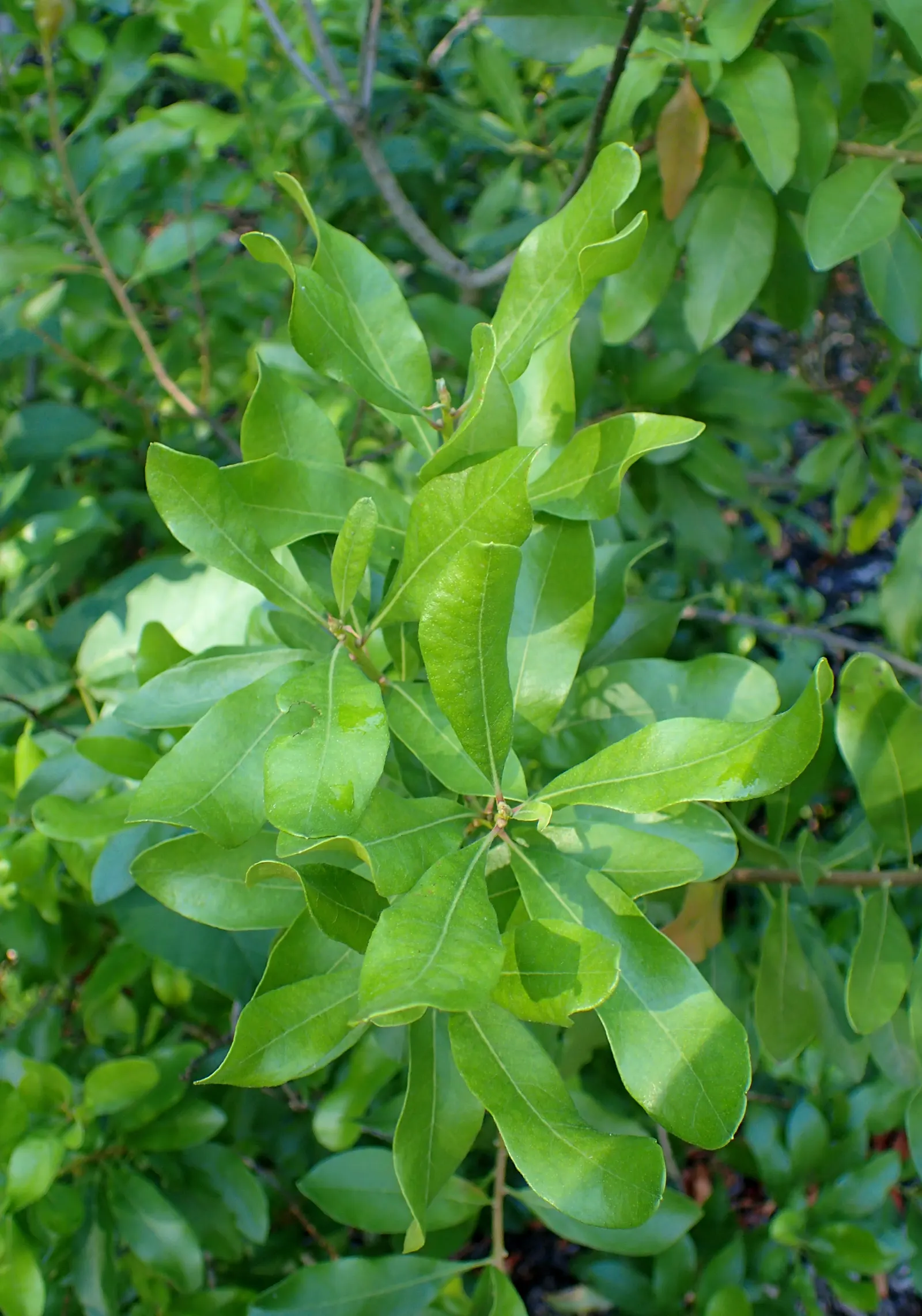 Bayberry (Myrica Pensylvanica) — regular watering during its initial growing season will ensure a strong and healthy root system; tolerant of sandy, image 66
