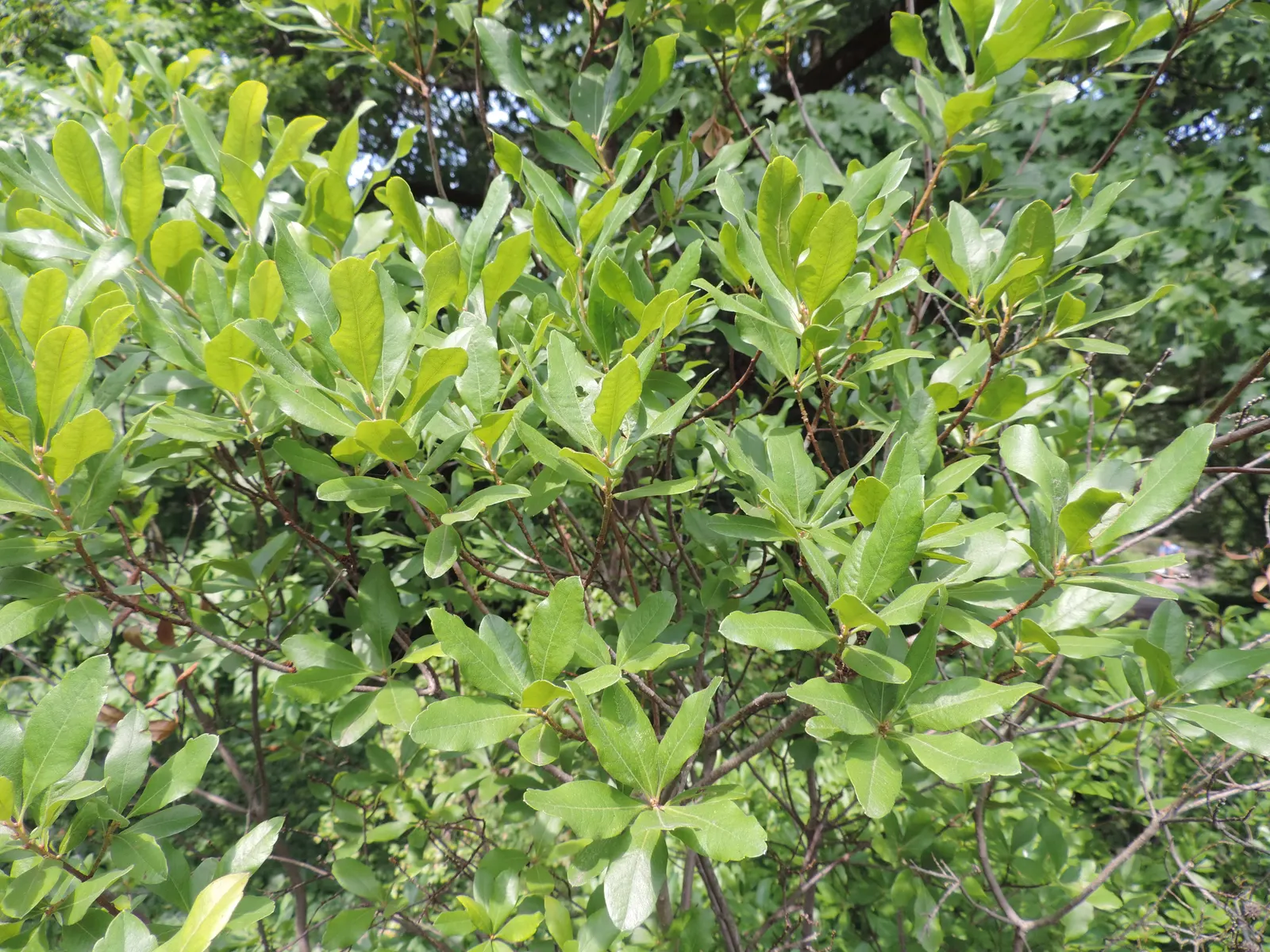 Bayberry (Myrica Pensylvanica) — rounded silhouette that serves well as a windbreak or a natural hedge; it reaches about 6-10 feet in height and, image 107