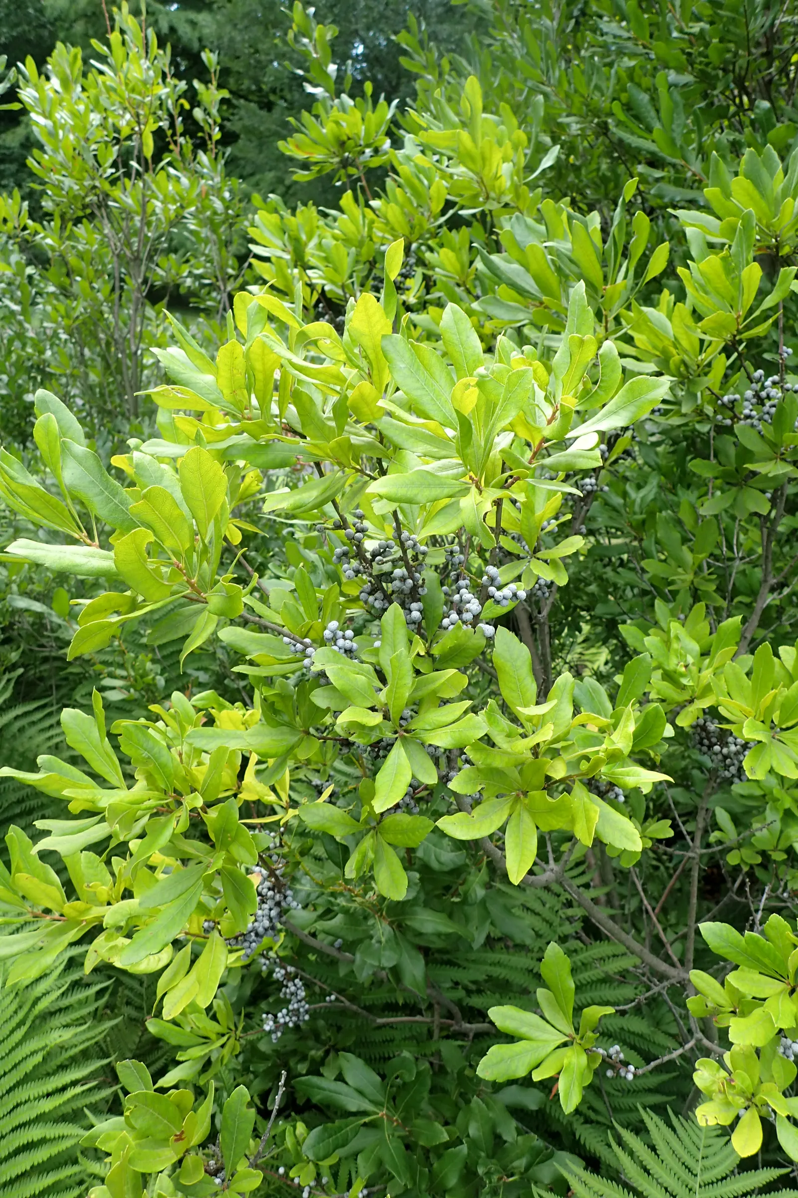 Bayberry (Myrica Pensylvanica) — scientifically named Myrica pensylvanica; bayberry can adapt to a range of soil types but prefers well-drained, image 53